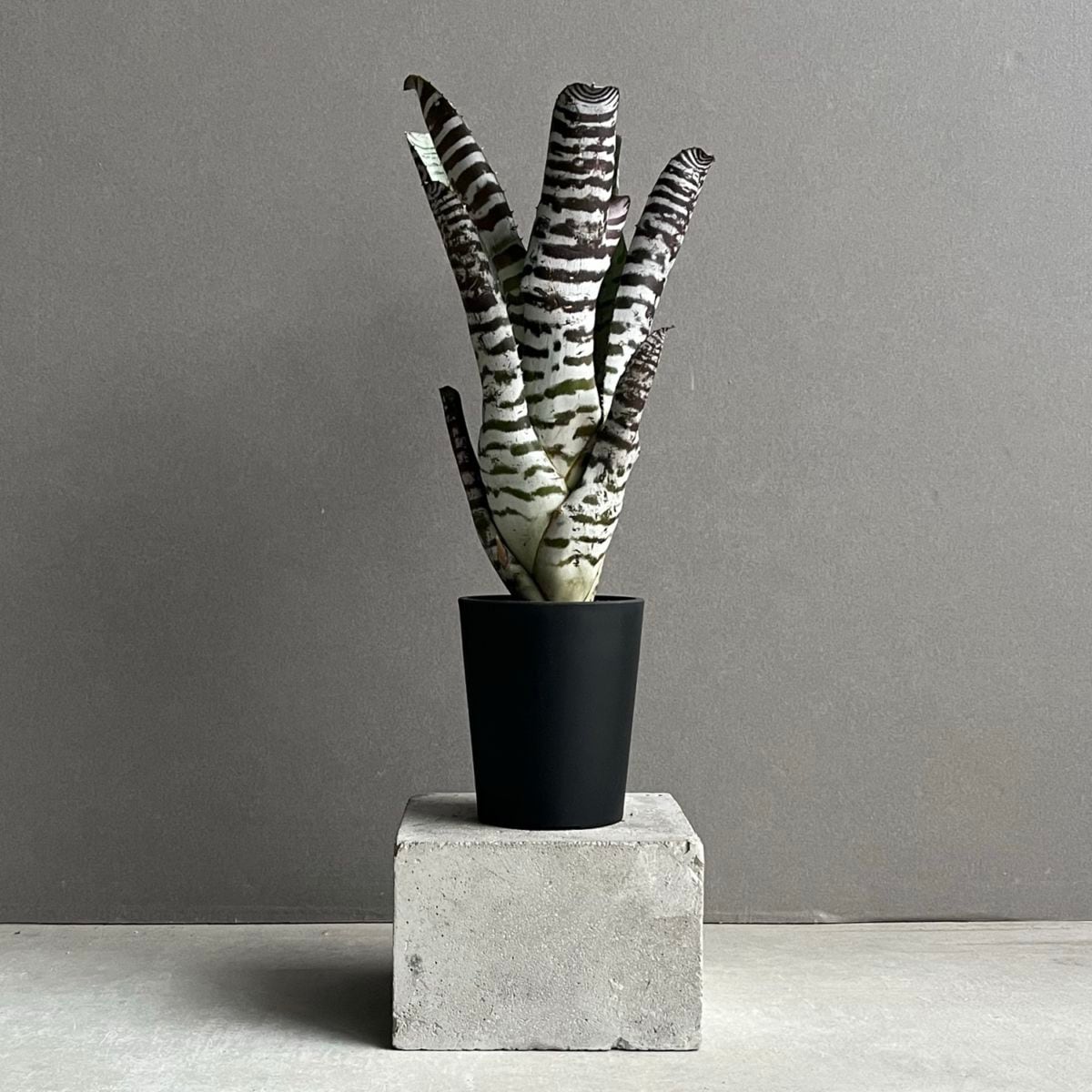 タンクブロメリア通販 レアプランツ 観葉植物 SHOUCHIKU-EN