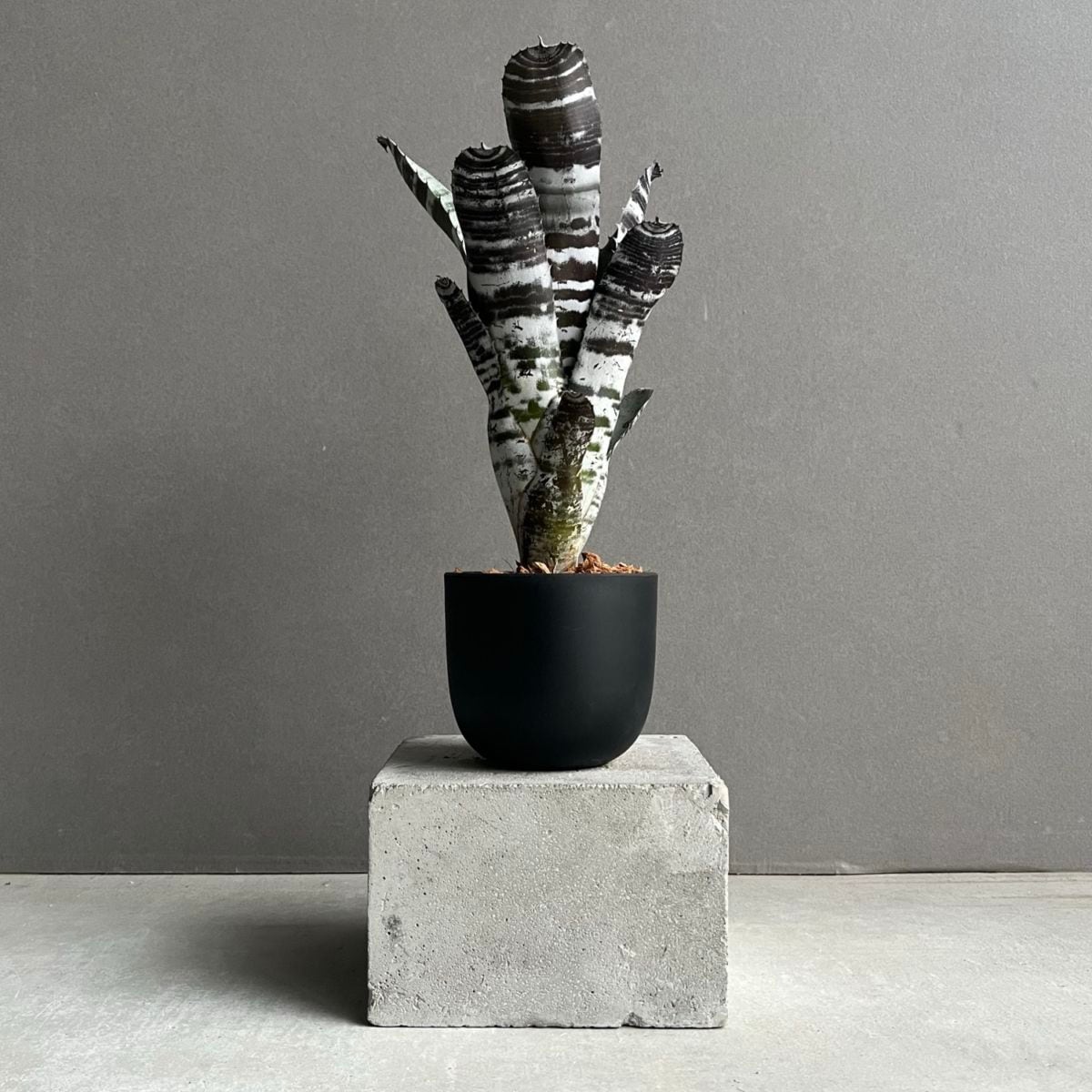 タンクブロメリア通販 レアプランツ 観葉植物 SHOUCHIKU-EN