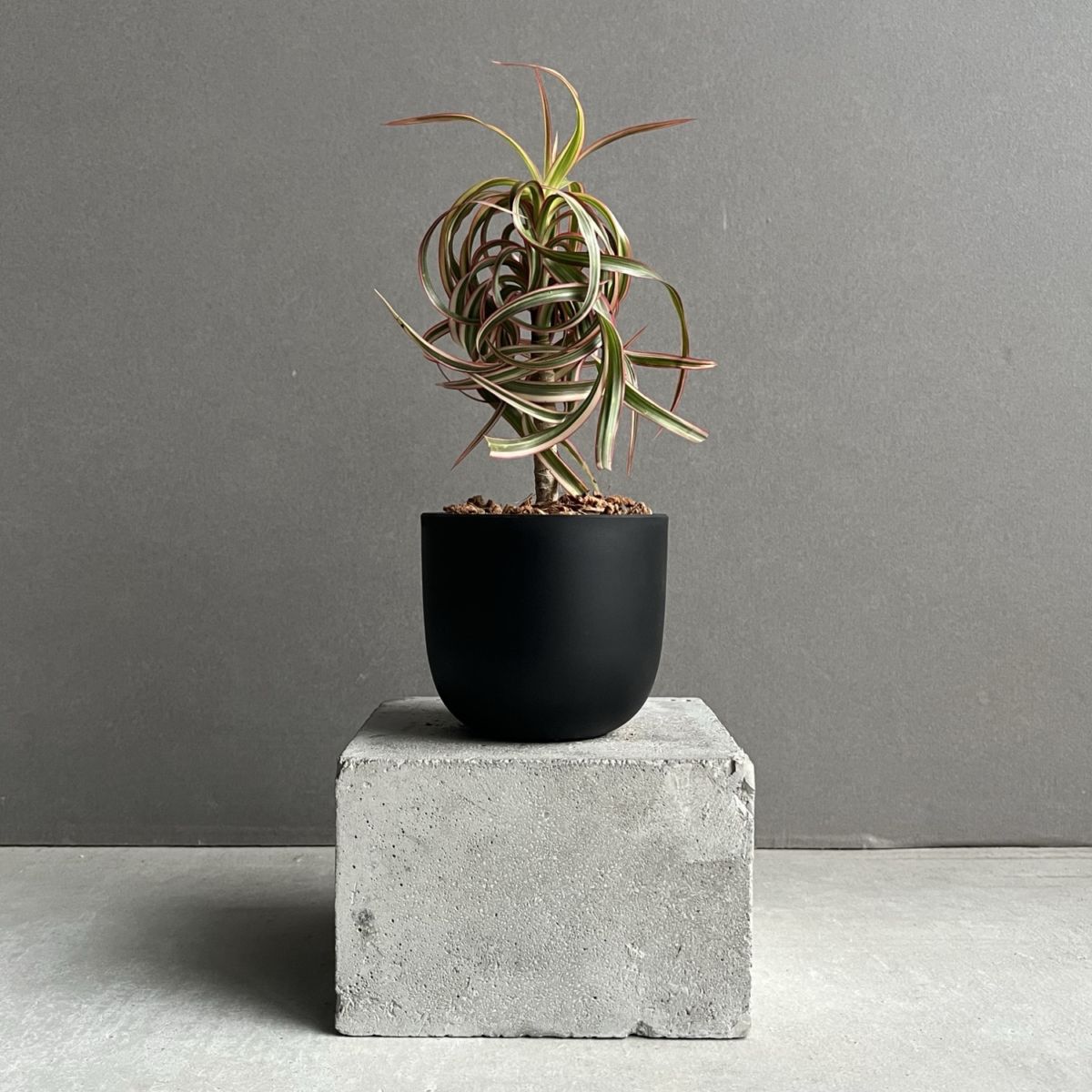 ドラセナ キュンティ 「Dracaena concinne Kuhnty」