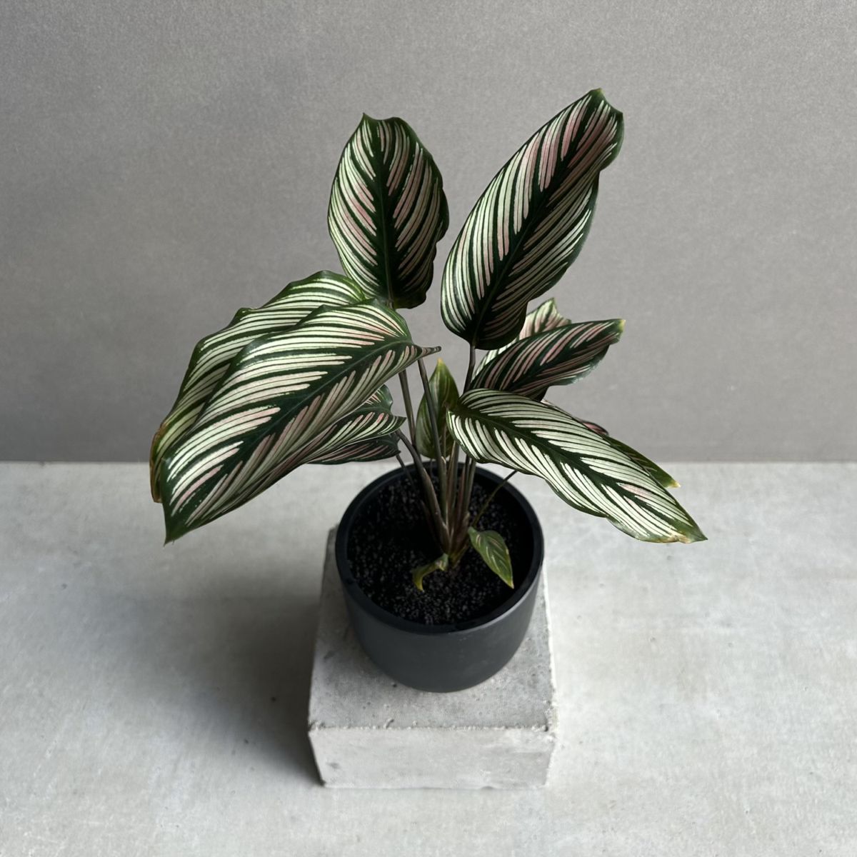 カラテア ホワイト スター「Calathea 