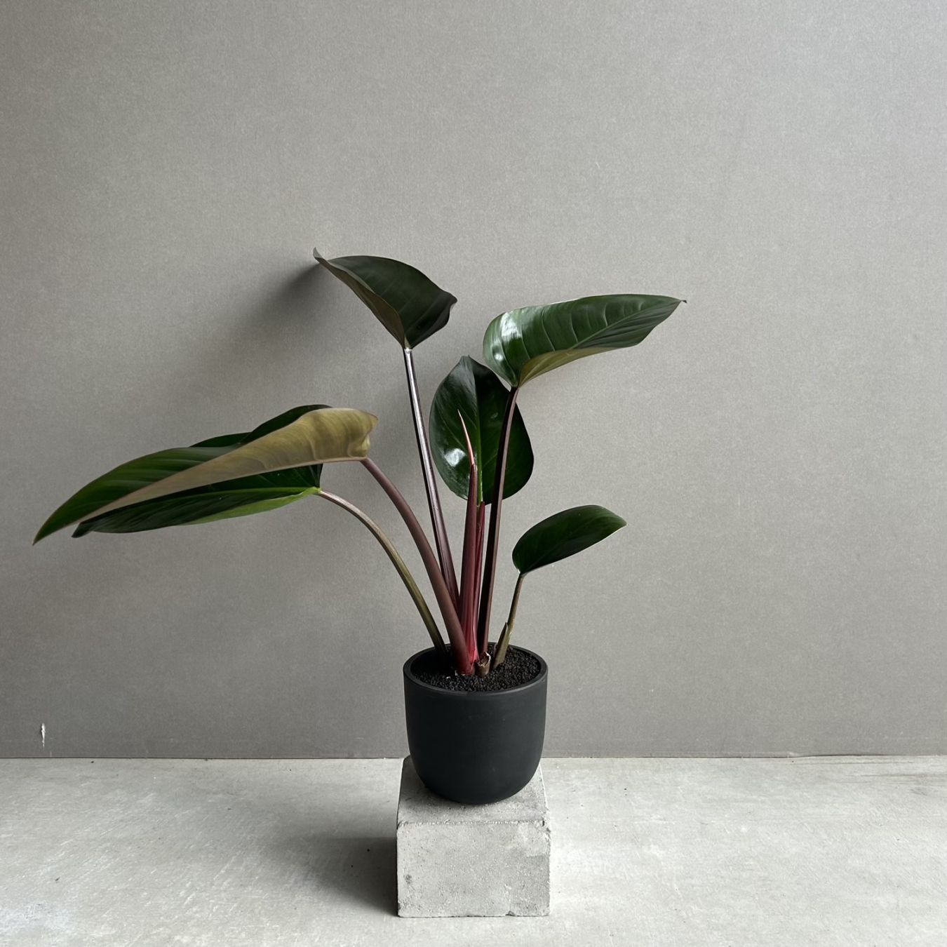 観葉植物通販 珍しい植物 レアプランツ販売 SHOUCHIKU-EN