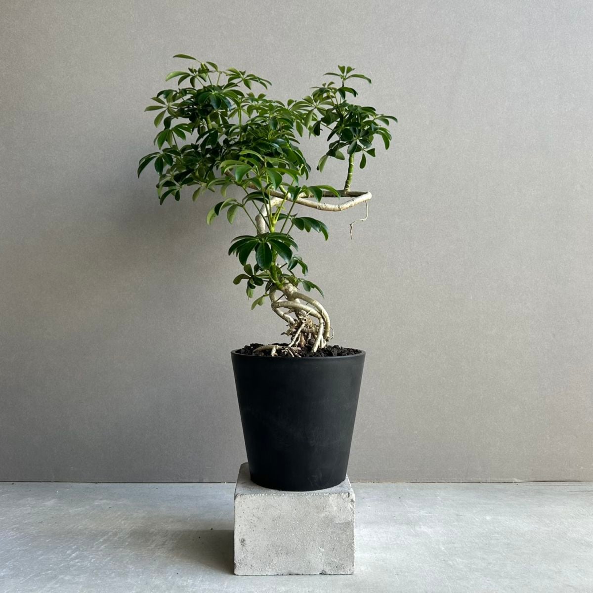 シェフレラ コンパクタ BONSAI スタイル「Schefflera arboricola