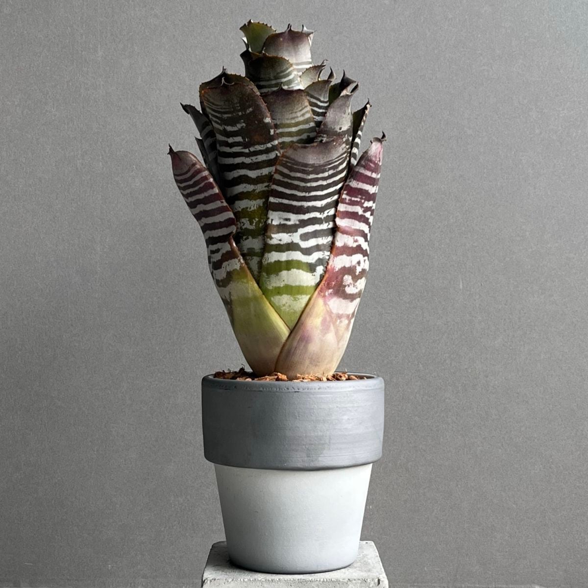 タンクブロメリア通販 レアプランツ 観葉植物 SHOUCHIKU-EN
