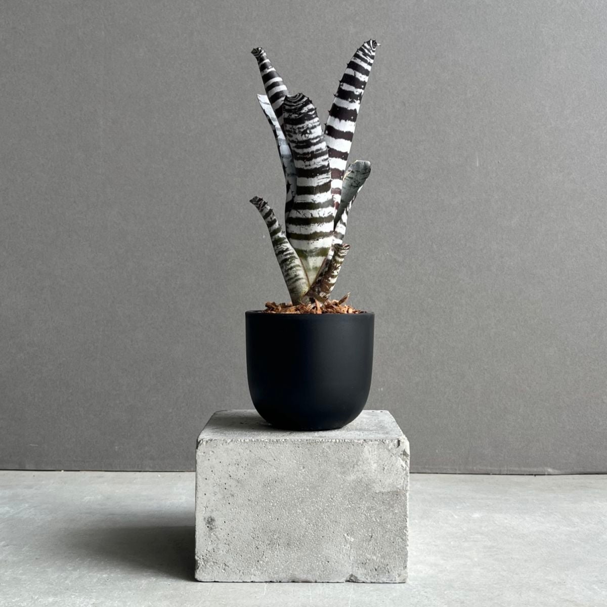 タンクブロメリア通販 レアプランツ 観葉植物 SHOUCHIKU-EN
