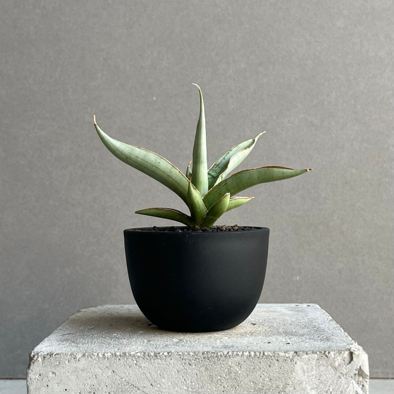 サンセベリア レクサス Sansevieria Lexus Unyamanee Garden 観葉植物