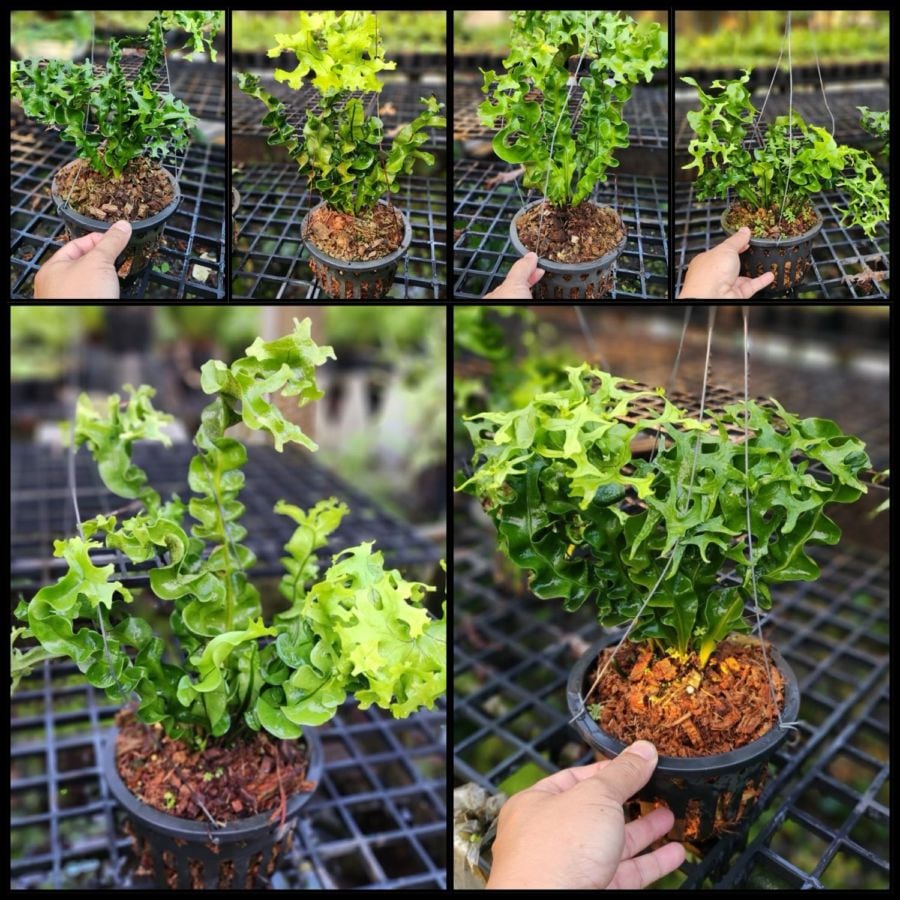 シダ植物 予約販売 観葉植物 SHOUCHIKU-EN