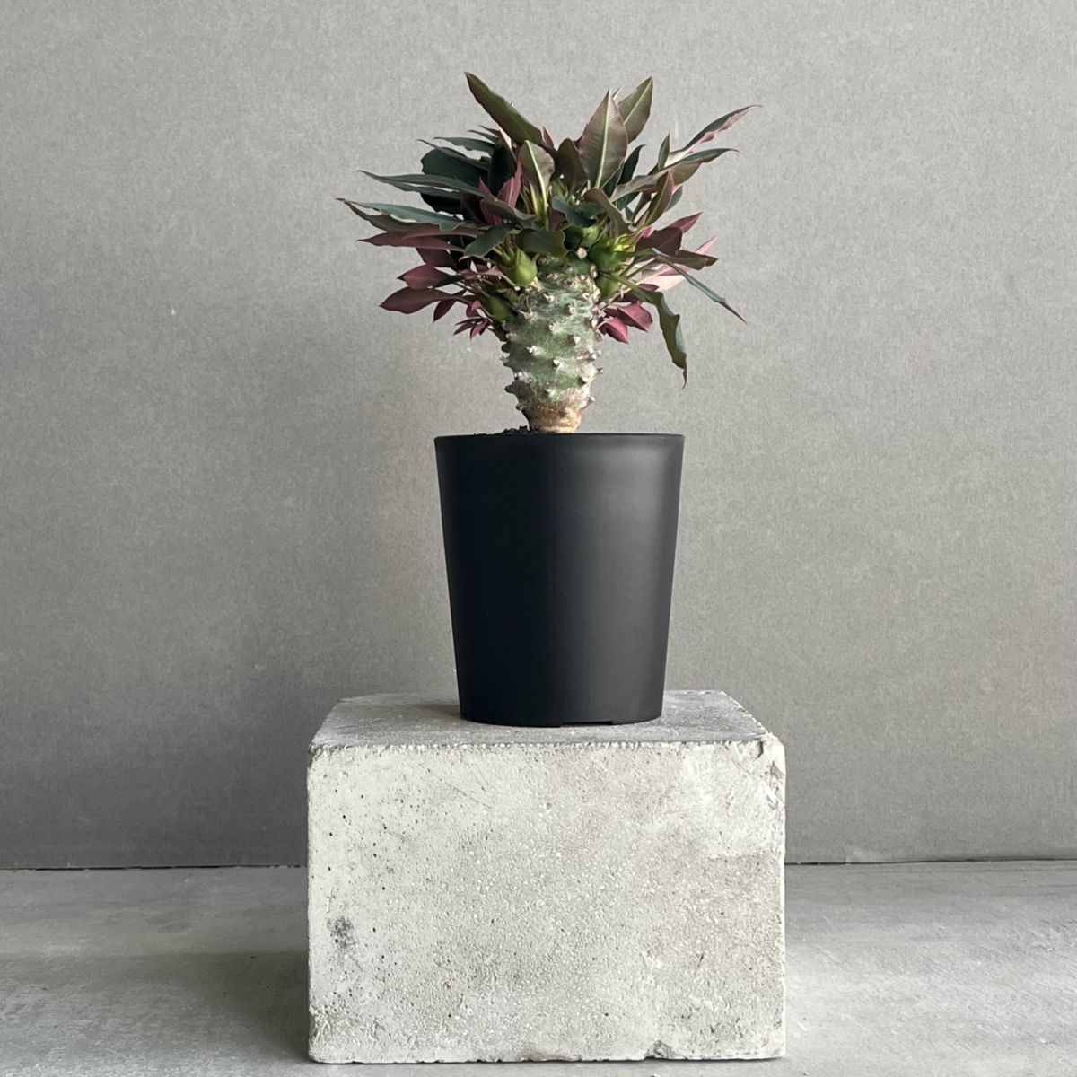 コーデックス 塊根植物 通販 レアプランツ SHOUCHIKU-EN