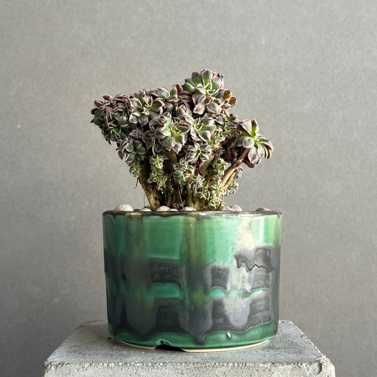 アエオニウム “サンバースト” 綴化+YON-HACHI/Aeonium urbicum “Sunburst”