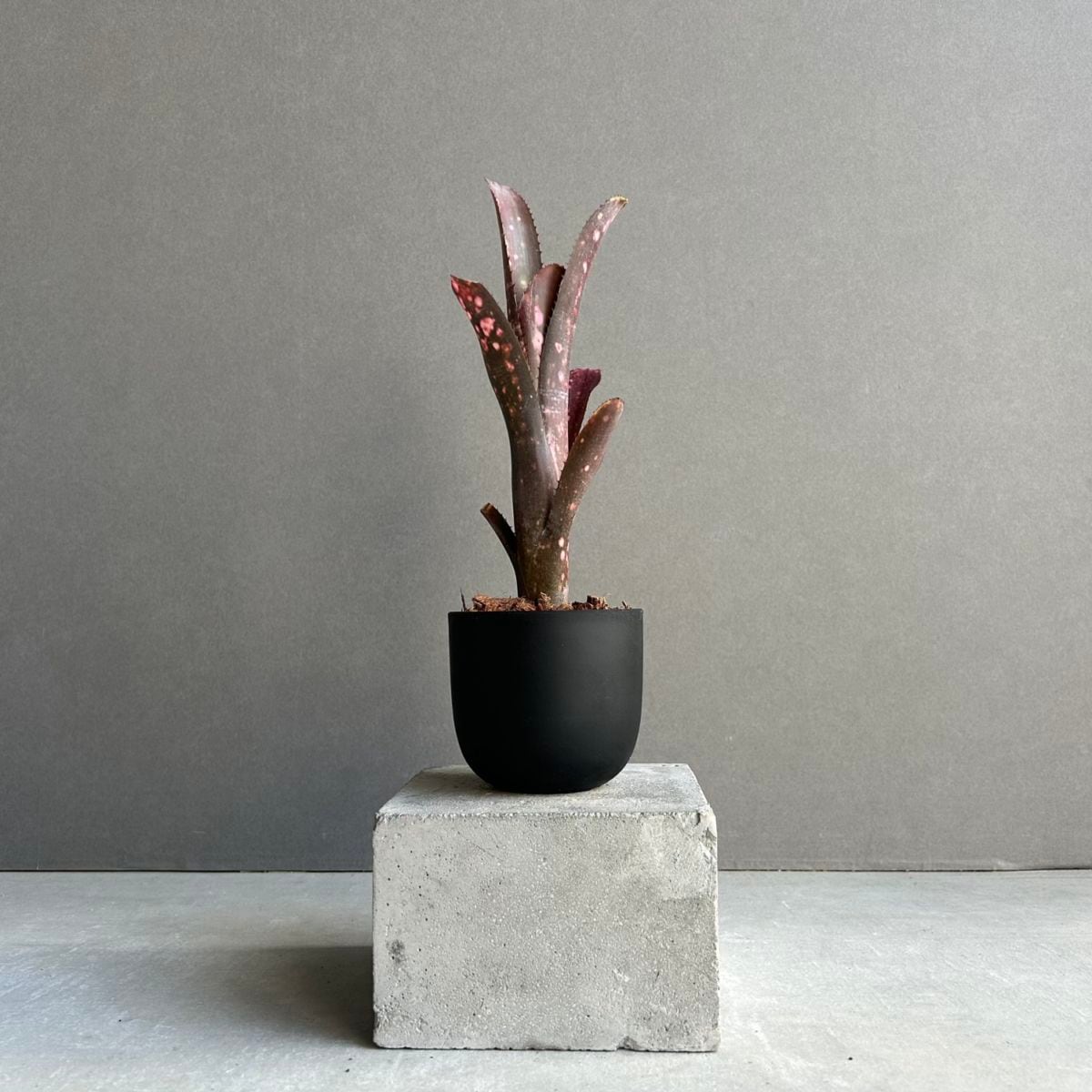 タンクブロメリア通販 レアプランツ 観葉植物 SHOUCHIKU-EN