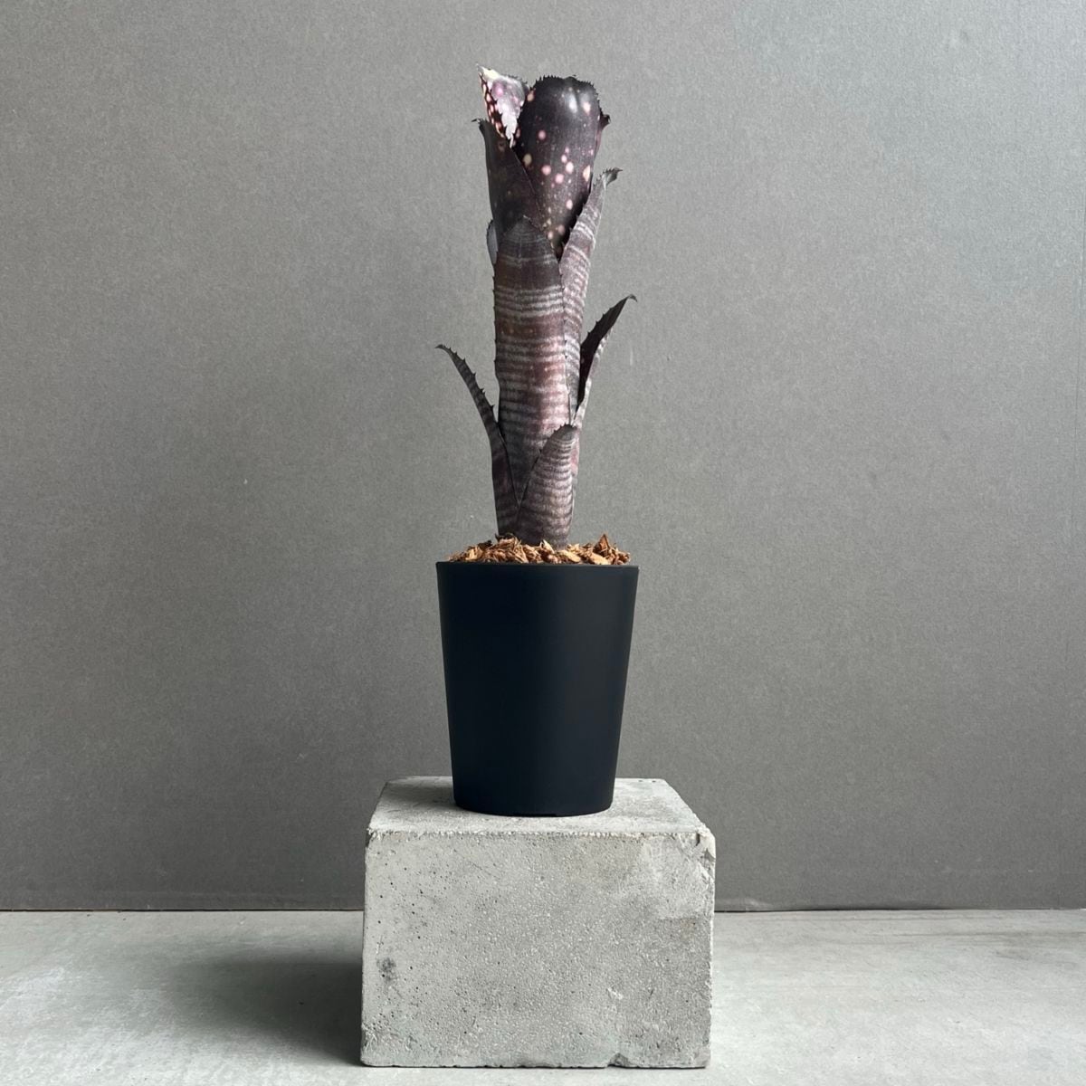 タンクブロメリア通販 レアプランツ 観葉植物 SHOUCHIKU-EN