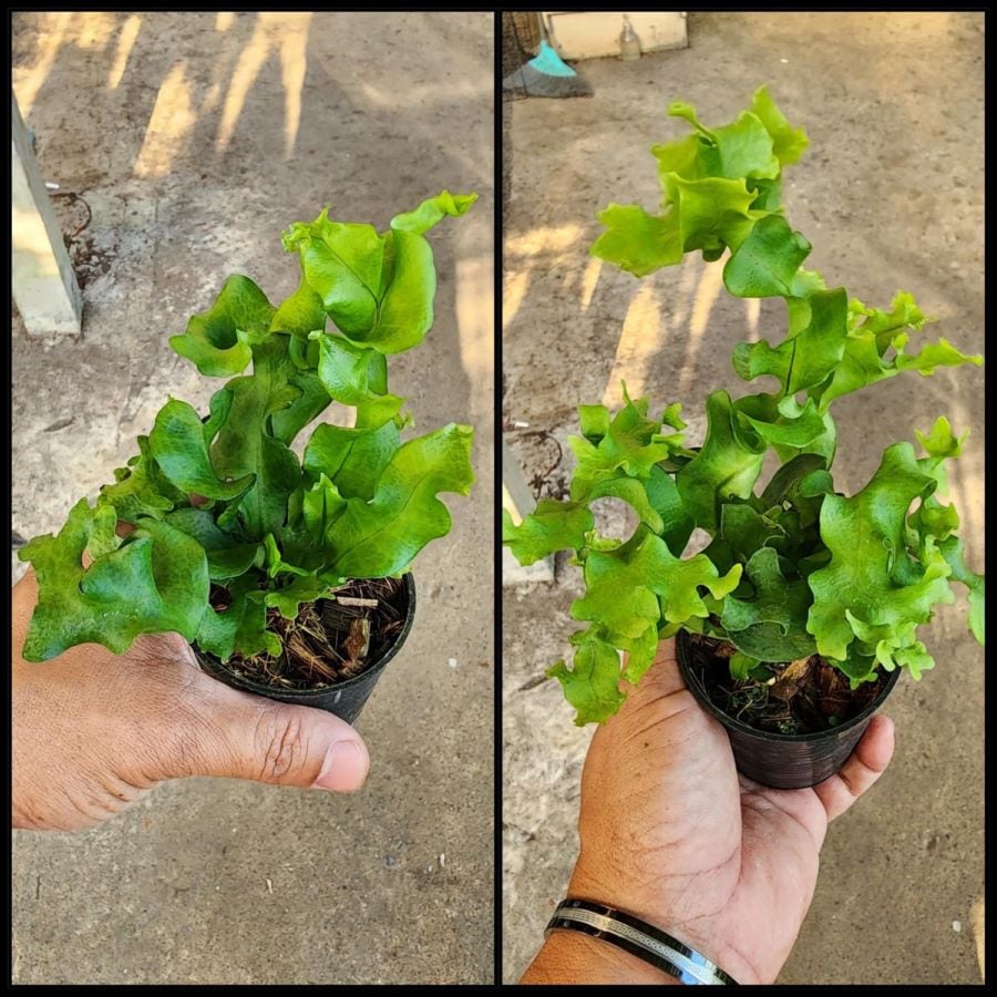 シダ植物 予約販売 観葉植物 SHOUCHIKU-EN