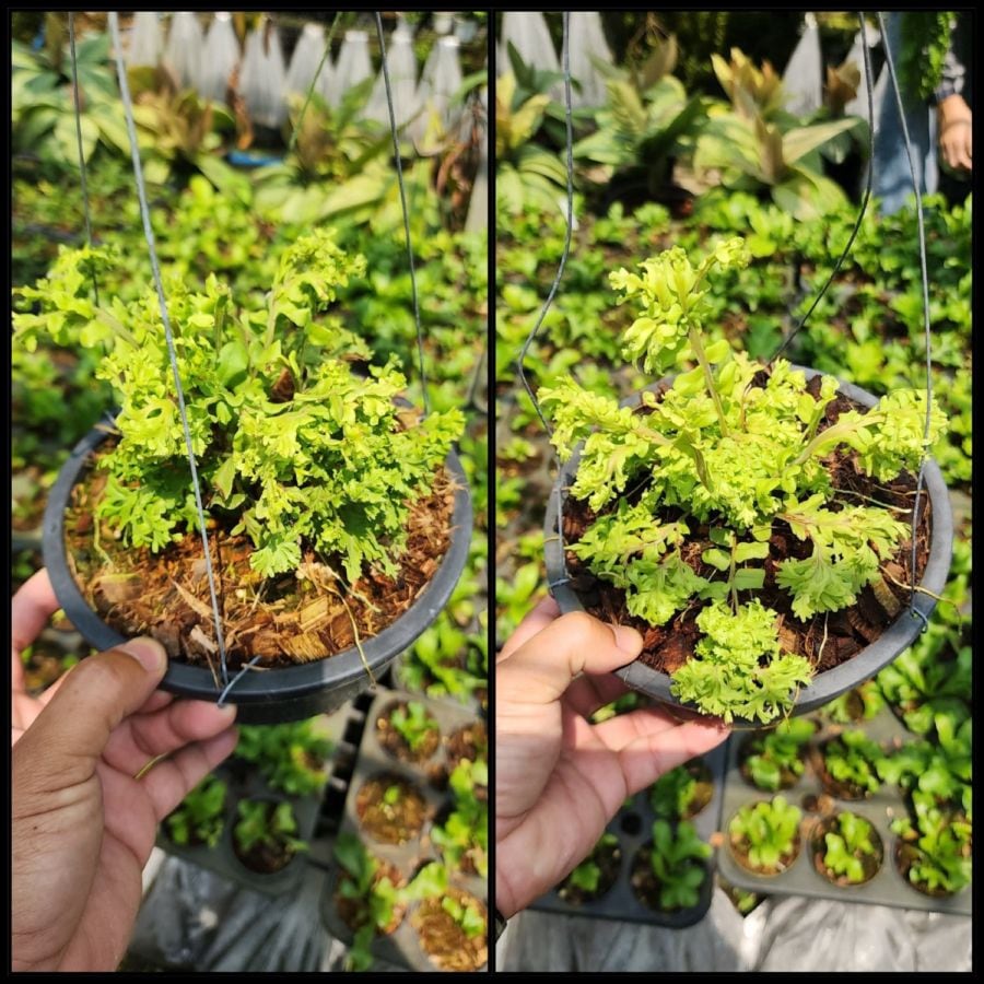 シダ植物 予約販売 観葉植物 SHOUCHIKU-EN