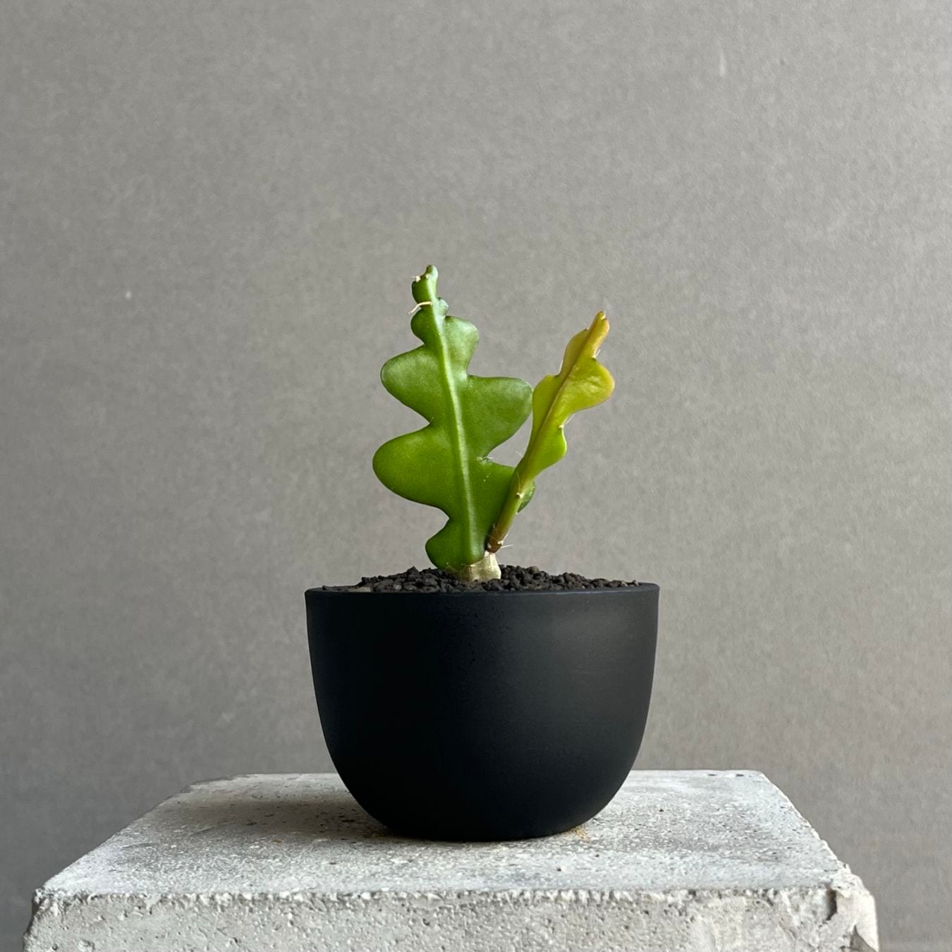 観葉植物通販 珍しい植物 レアプランツ販売 SHOUCHIKU-EN
