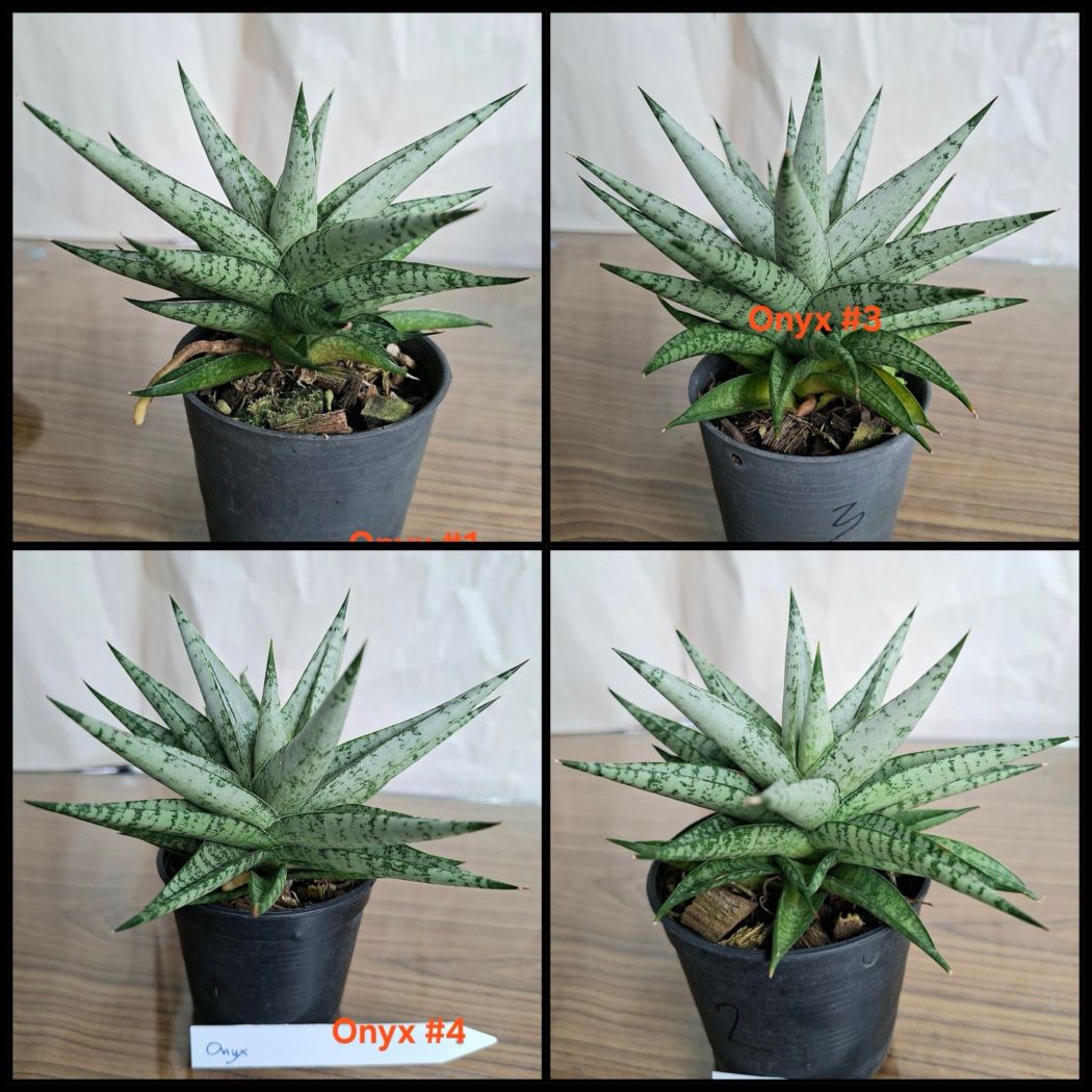 サンセベリア オニキス Sansevieria Onyx｜Unyamanee Garden 希少観葉