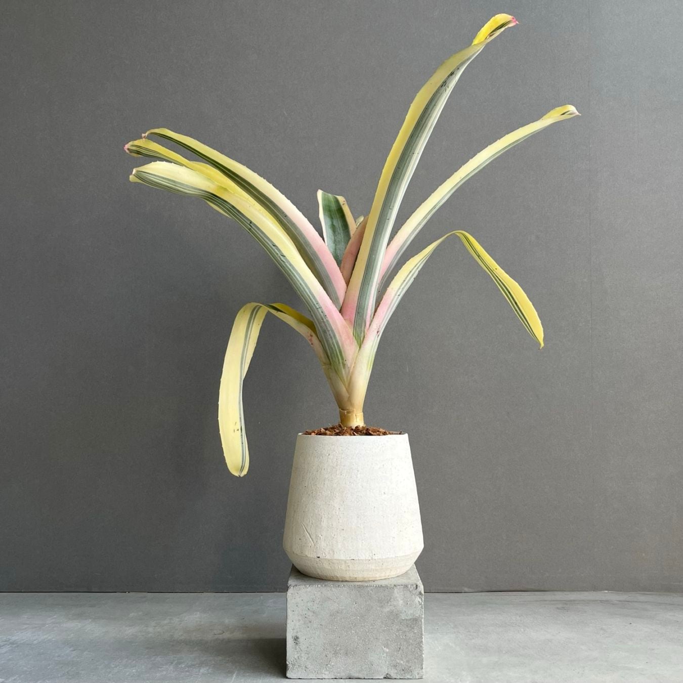 タンクブロメリア通販 レアプランツ 観葉植物 SHOUCHIKU-EN