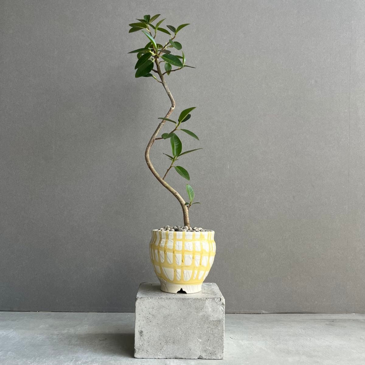 フィカス ルビギノーサ カービング Ficus rubiginosa フランスゴムの木
