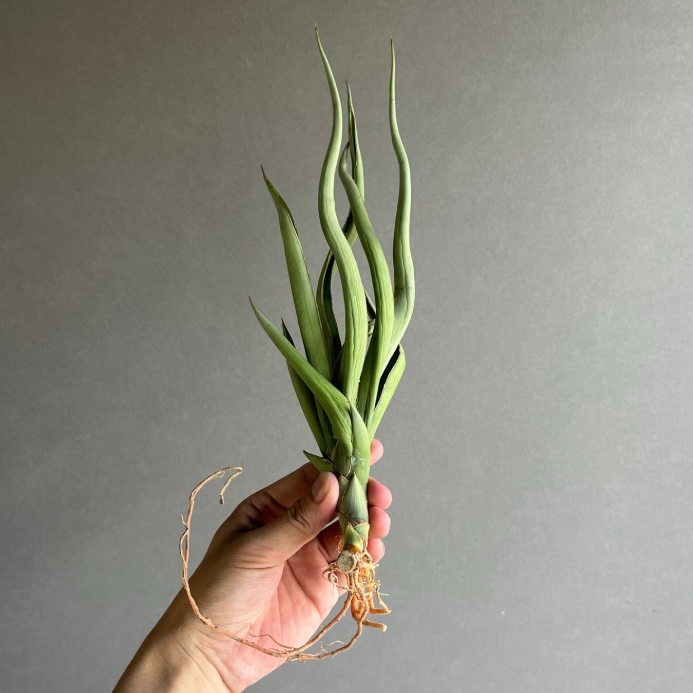 サンセベリア シルバー スパイラル/Sansevieria Silver Spiral