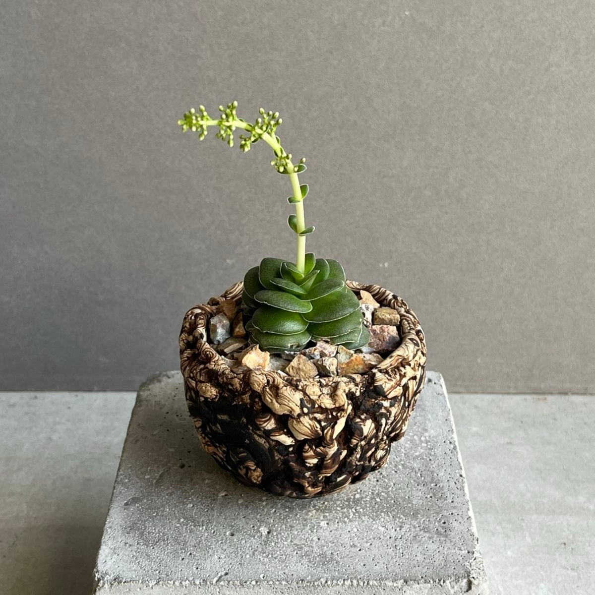 多肉植物通販 レアプランツ SHOUCHIKU-EN