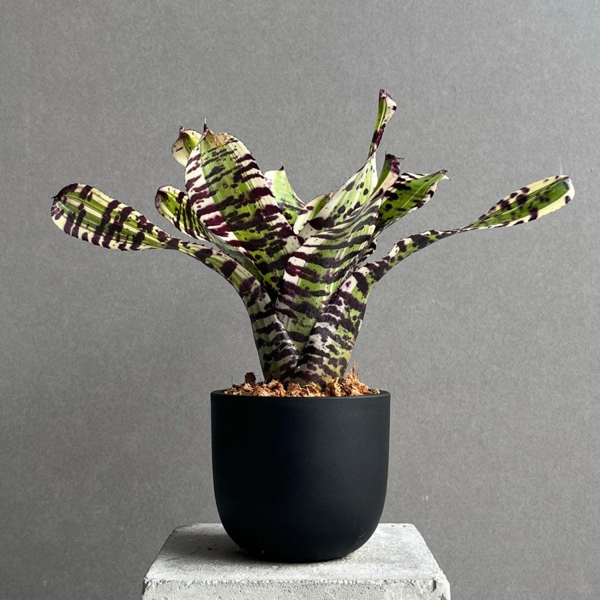 タンクブロメリア通販 レアプランツ 観葉植物 SHOUCHIKU-EN