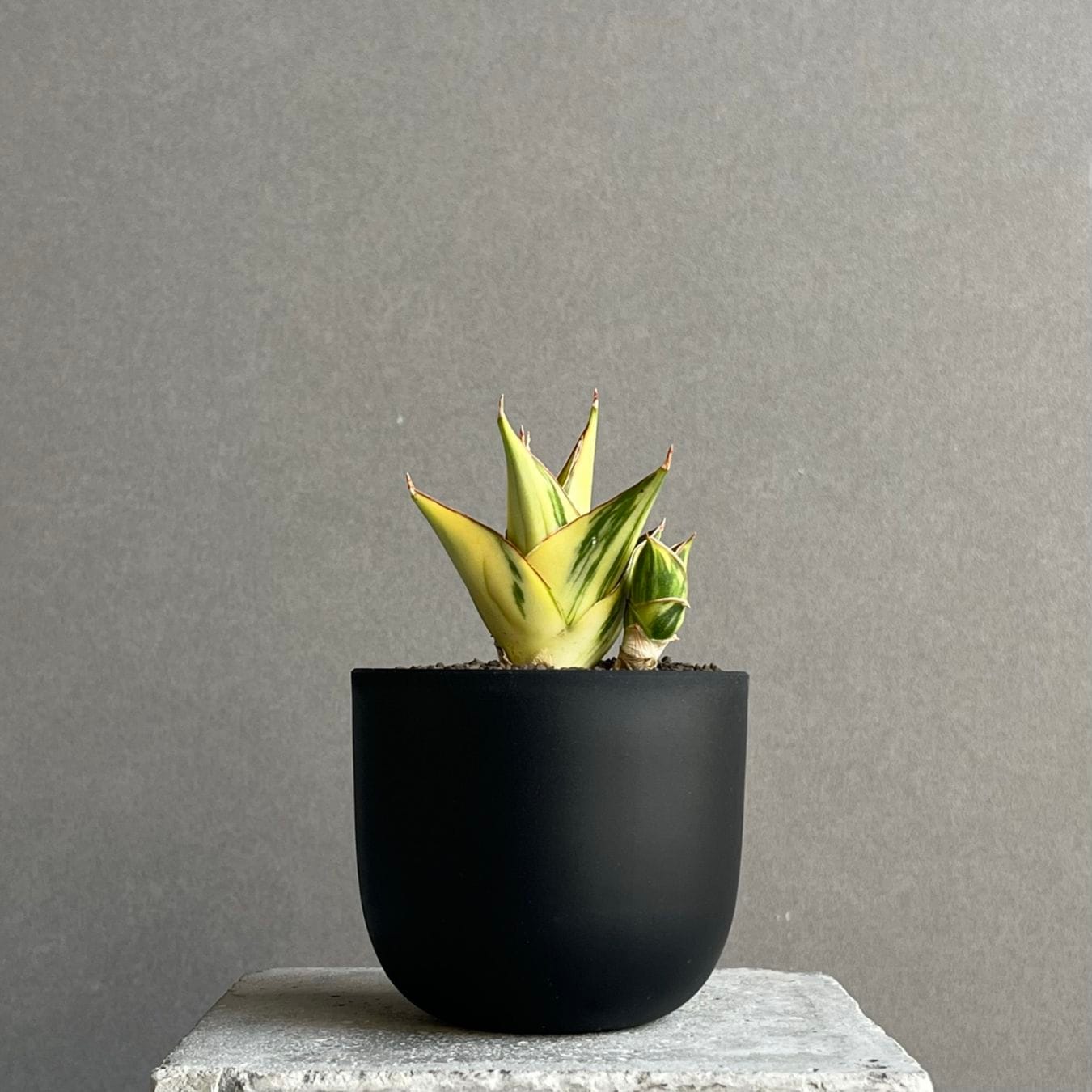 サンスベリア タワー 斑入 Tower Variegated サンスベリア タワー 斑入 Tower Variegated 【公式通販】