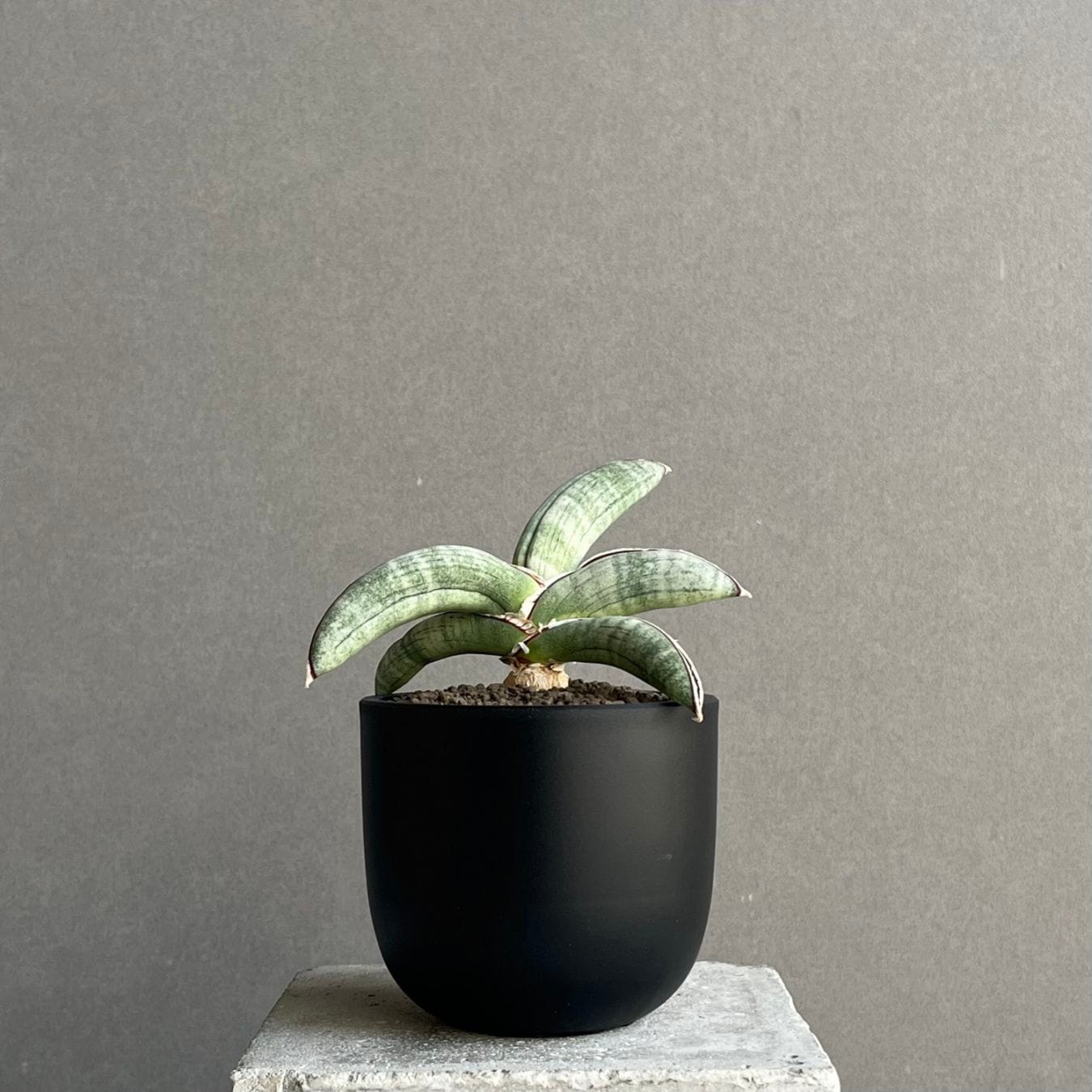 サンセベリア エイレンシス Sansevieria eilensis Lav.10178｜希少観葉