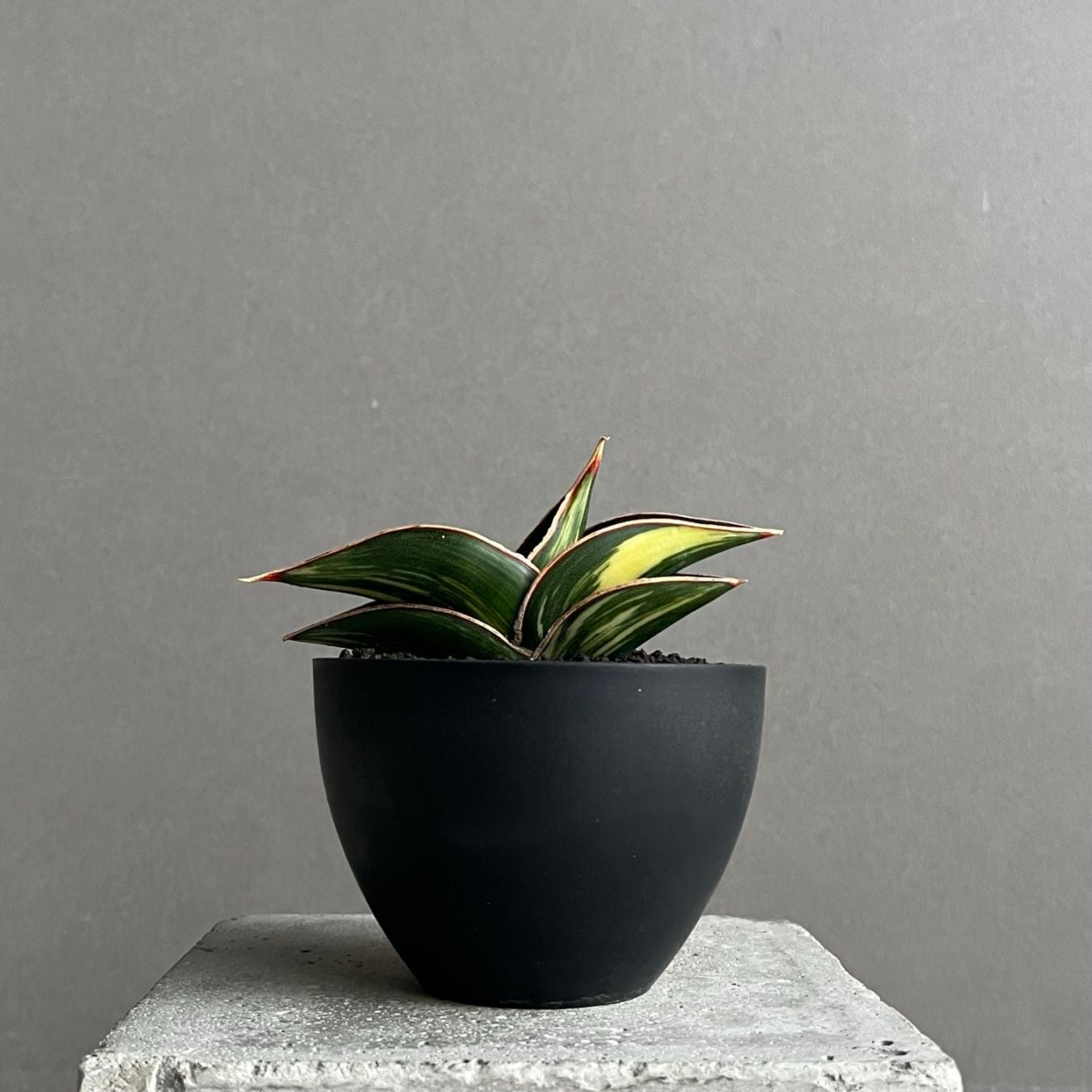 サンセベリア通販 珍しい観葉植物 SHOUCHIKU-EN