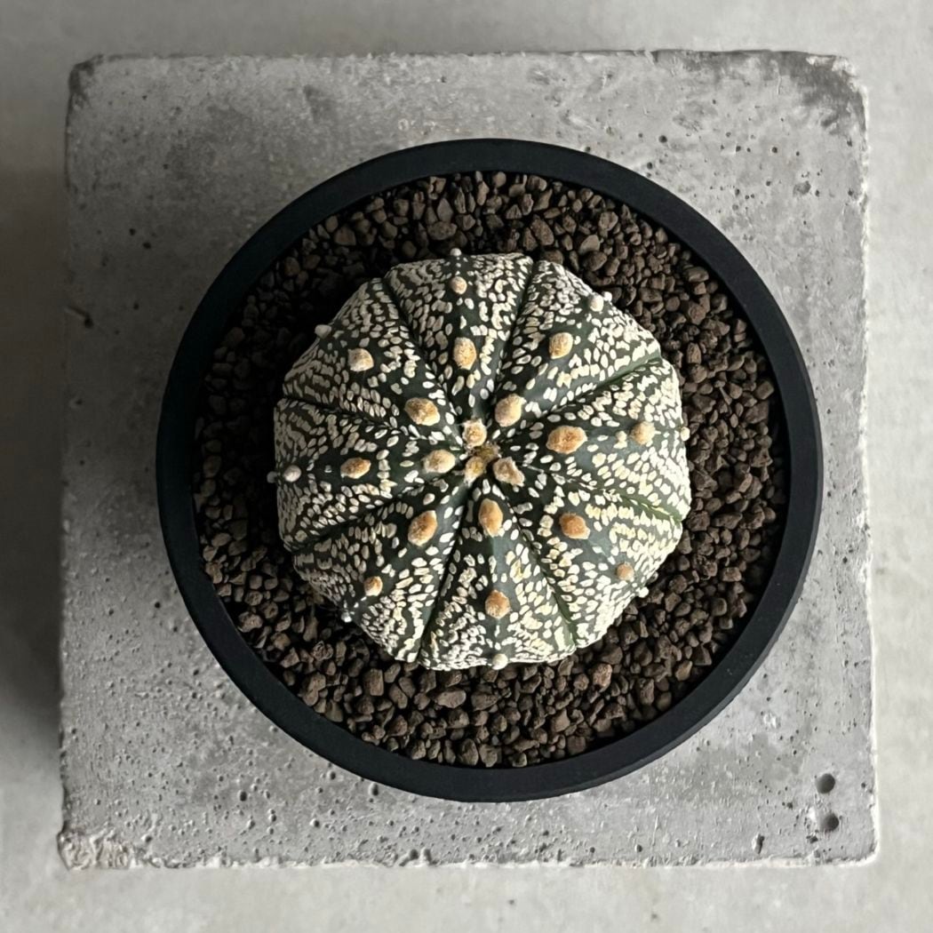 アストロフィツム 兜丸 Astrophytum asterias｜有星類 サボテン 人気種