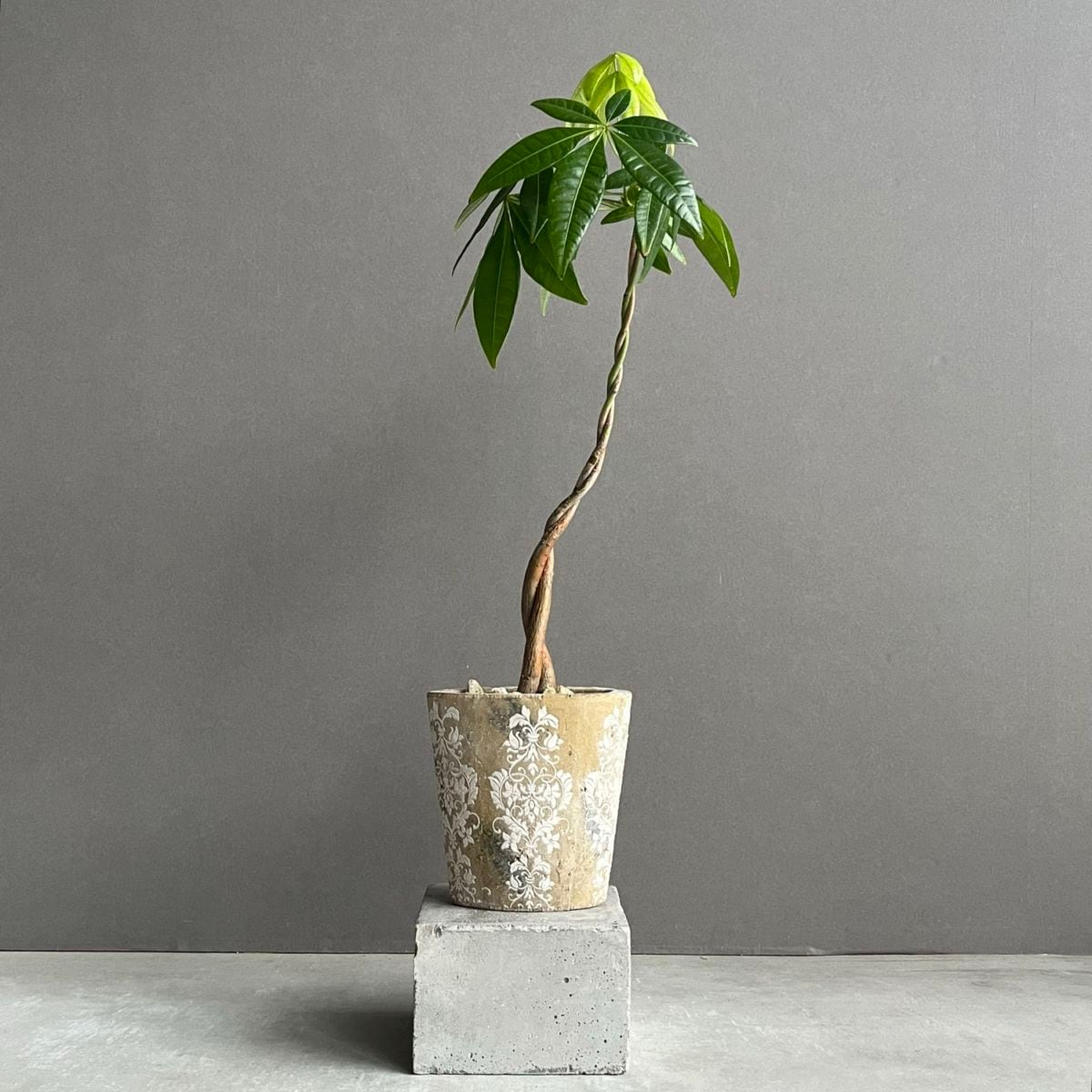パキラ ツイスト Pachira Twist 観葉植物｜インテリアグリーン 人気