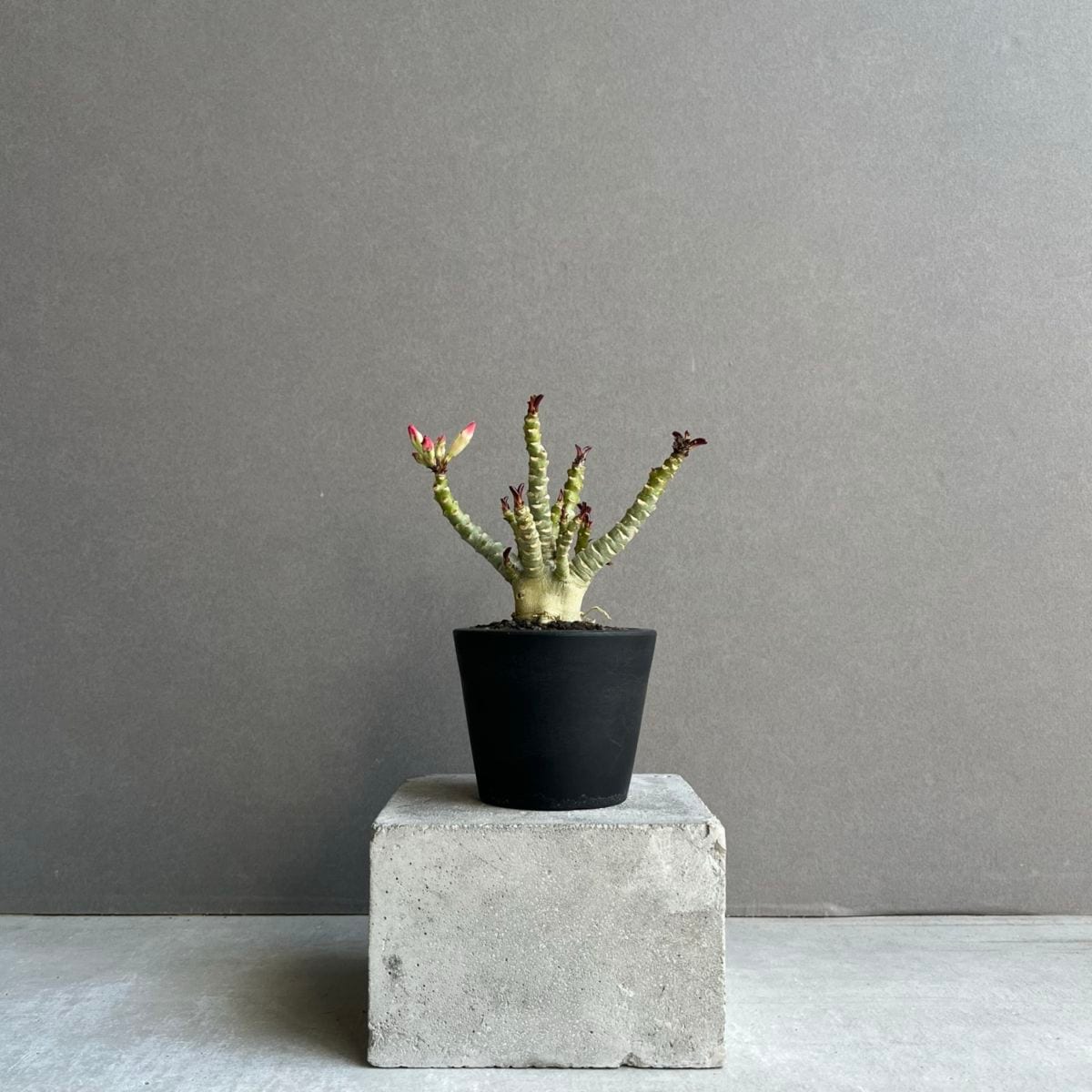 アデニウム メデューサ DHA 獅子葉 Adenium Medusa Dorset Horn｜塊根