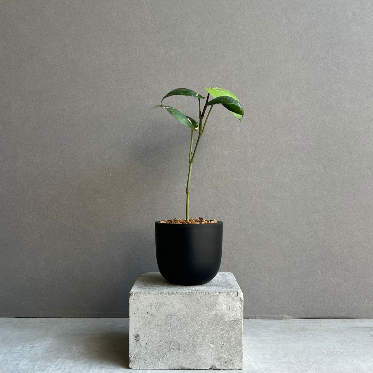 パイパー ニグラム 斑入 Piper nigrum variegated｜コショウの木 観葉 