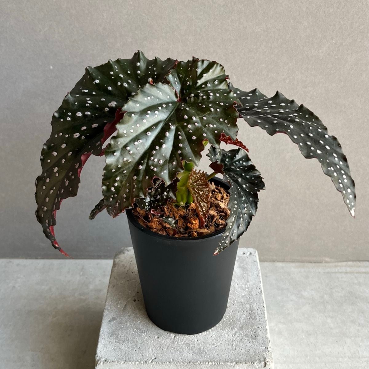 ベゴニア リトルミスマミー Begonia Little Miss Mummey｜観葉植物
