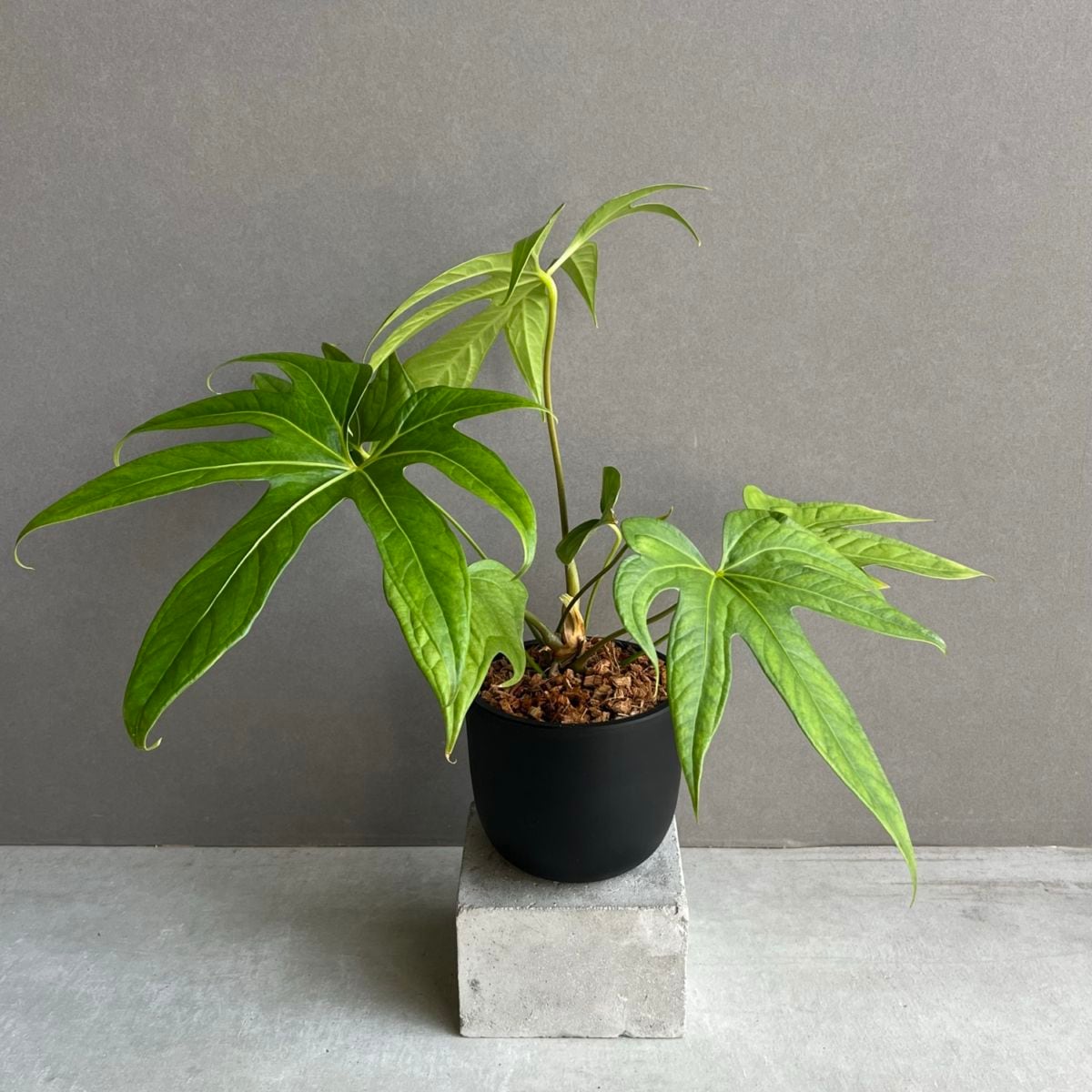 Anthurium pedatoradiatumアンスリウム　ペダトラディアツム アンスリウム ペダトラディアツム Anthurium pedatoradiatum｜観葉植物