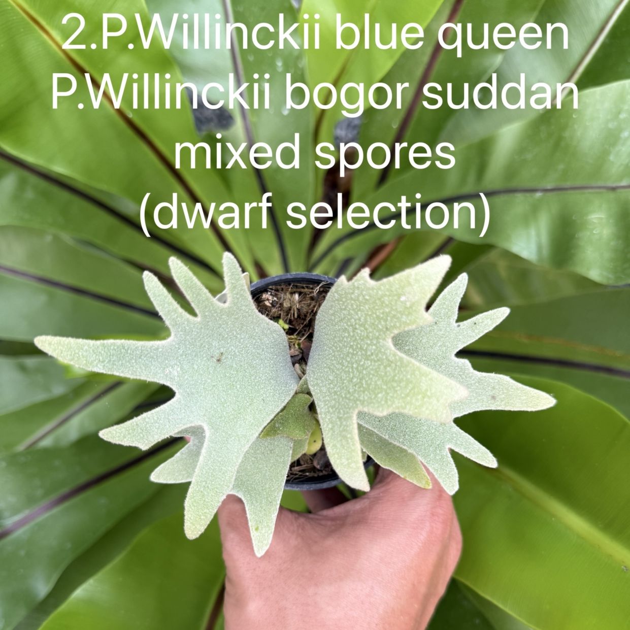 観葉植物 ビカクシダ Bogor スポア