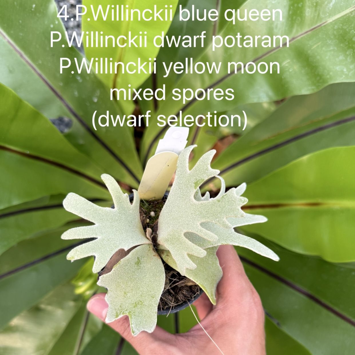 ビカクシダ ウィリンキー Silver Mutate,Potaram,Yellow Moon ミックス