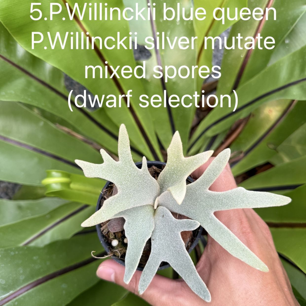 ビカクシダ ウィリンキー Blue Queen，Silver Mutate ミックススポア