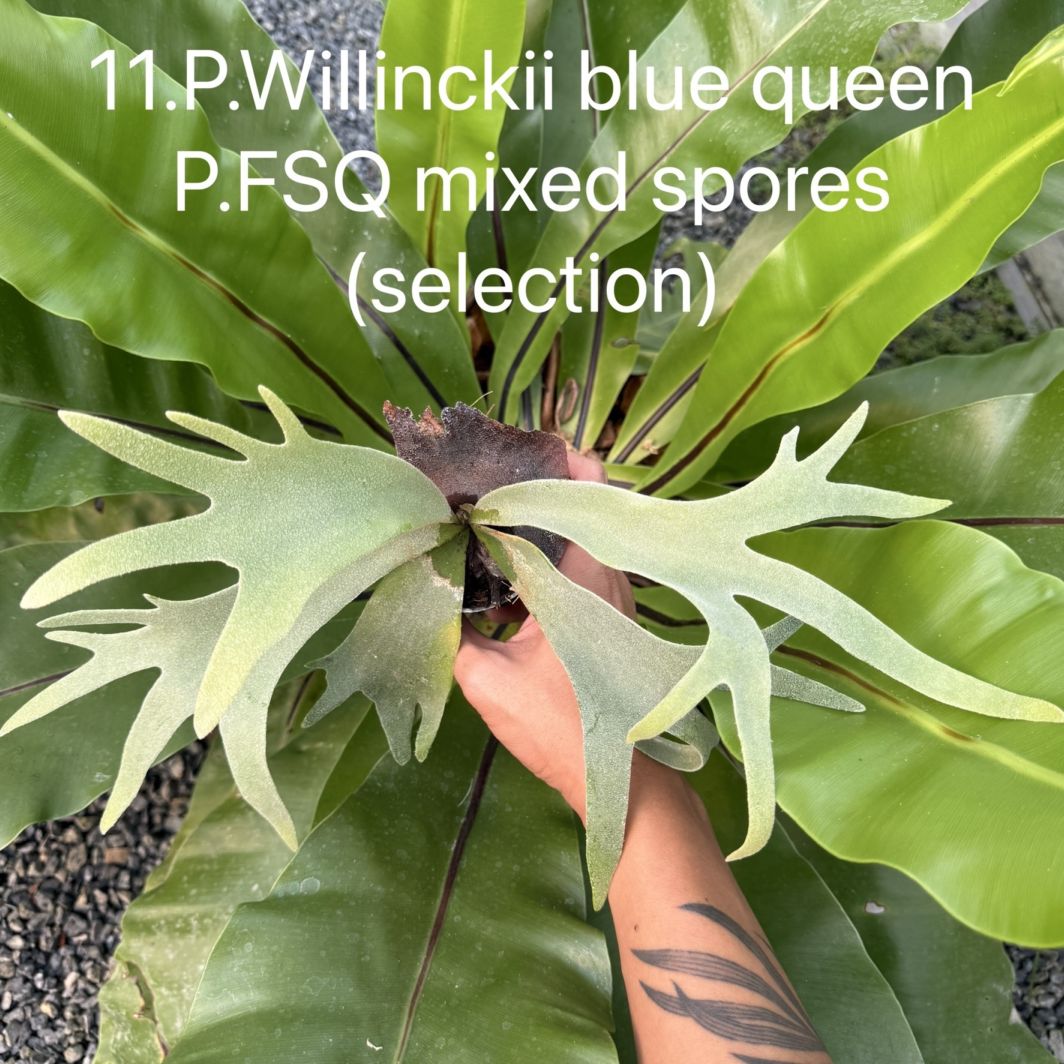 ビカクシダ ウィリンキー Blue Queen，FSQ ミックススポア