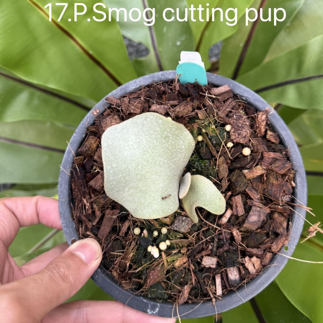 ビカクシダ スモッグ Smog Dovenhue sporelings｜Platycerium スポア株