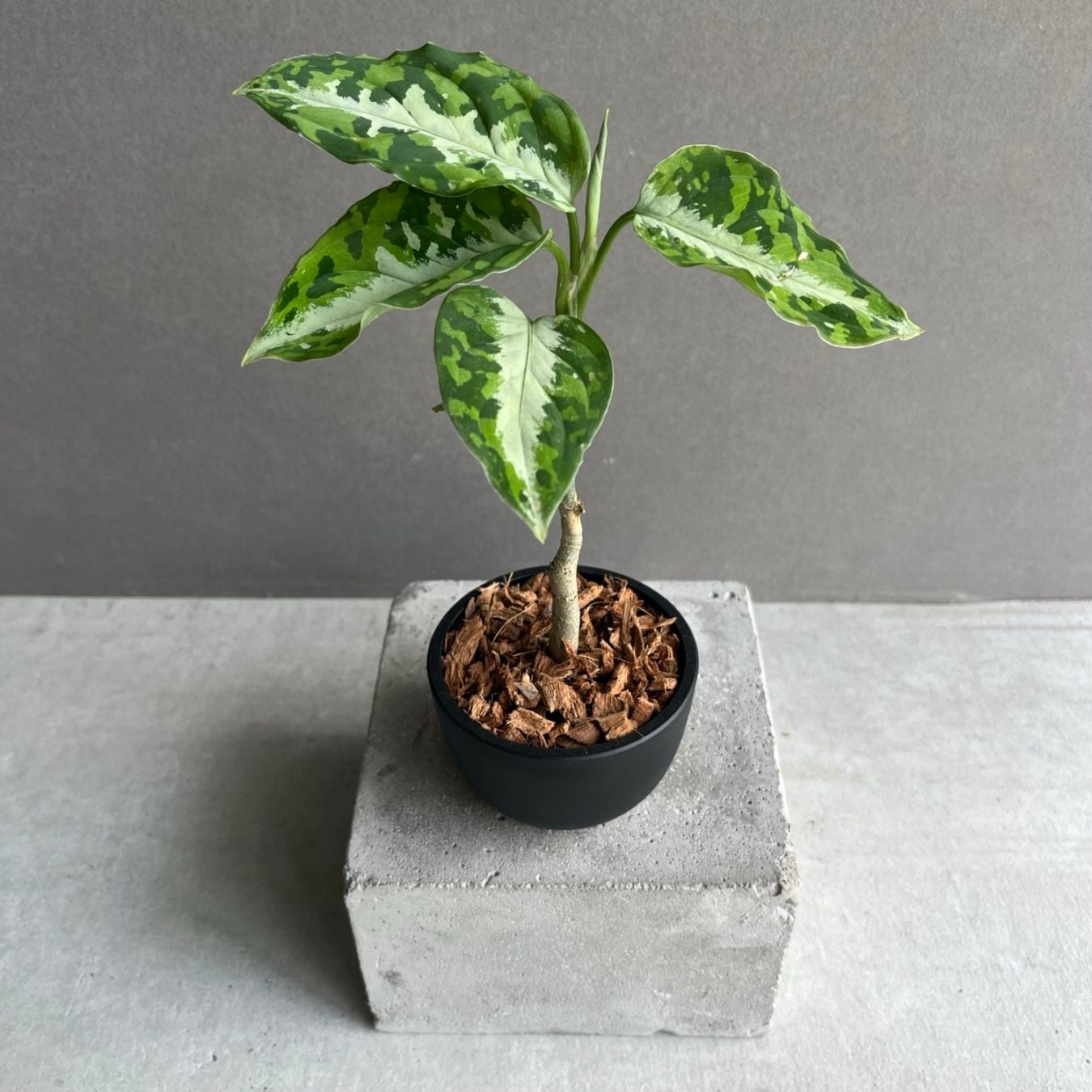 アグラオネマ ピクタム トリカラー Aglaonema pictum tricolor｜迷彩柄