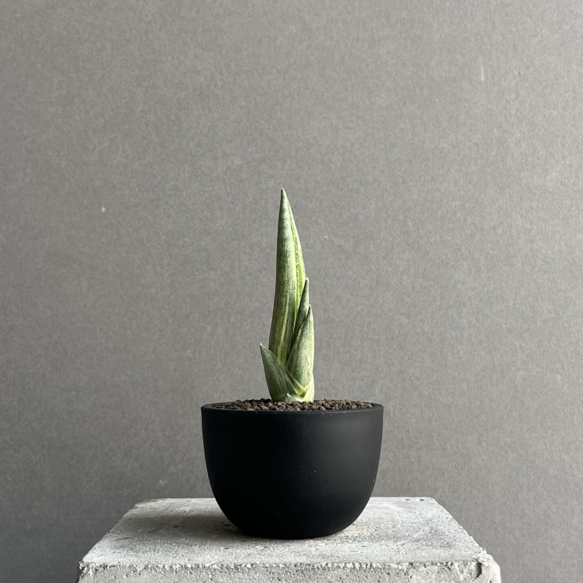 サンスベリア フローズンスローン サンセベリア sansevieria 園芸ネット本店｜サンセベリア：フローズンローズ 2.5号鉢植え の通販