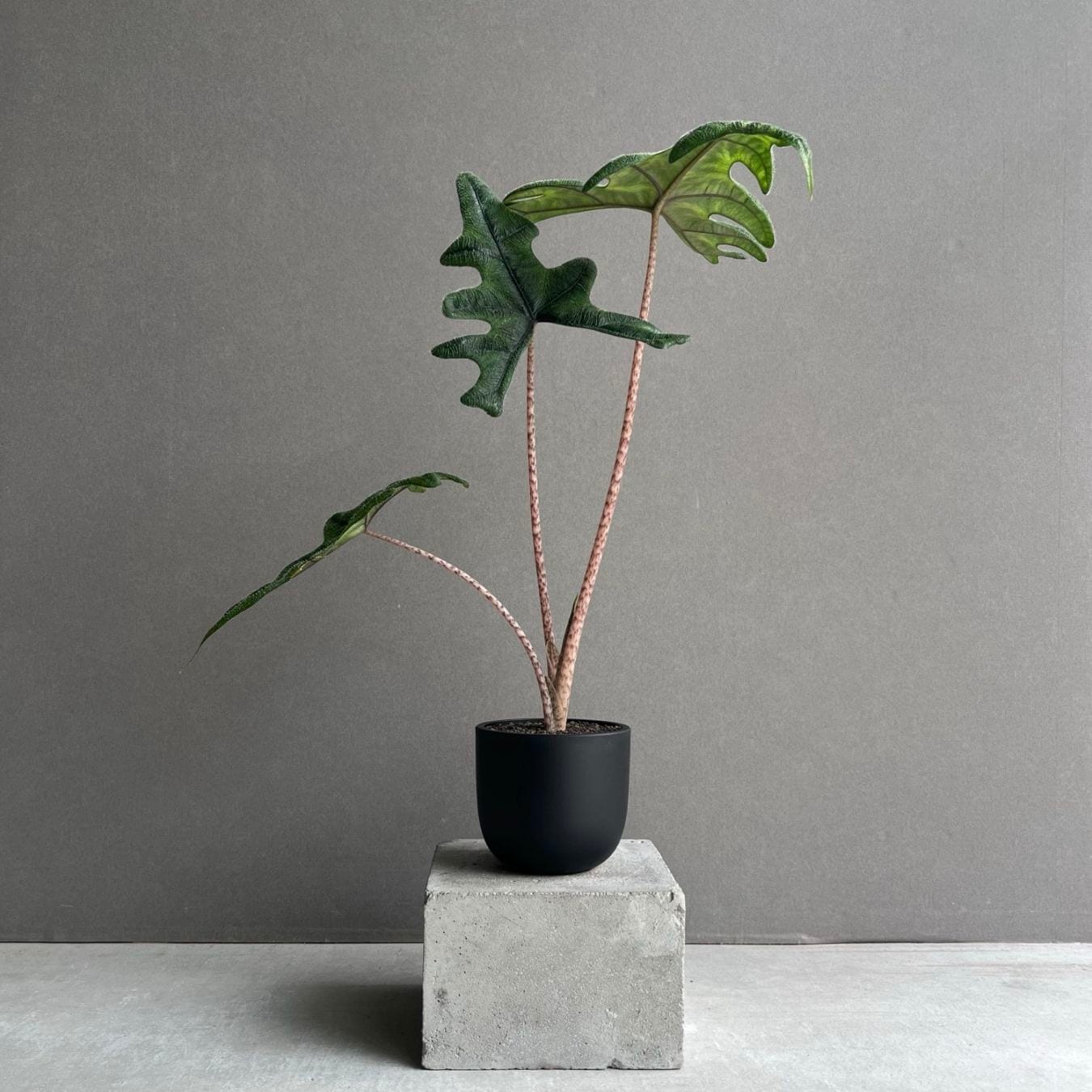 アロカシア ジャックリン Alocasia Jacklyn｜観葉植物 アロイド 耐陰性