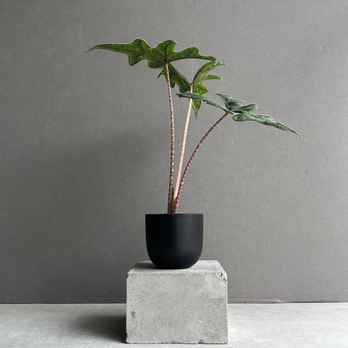 アロカシア ジャックリン Alocasia Jacklyn｜観葉植物 アロイド 耐陰性