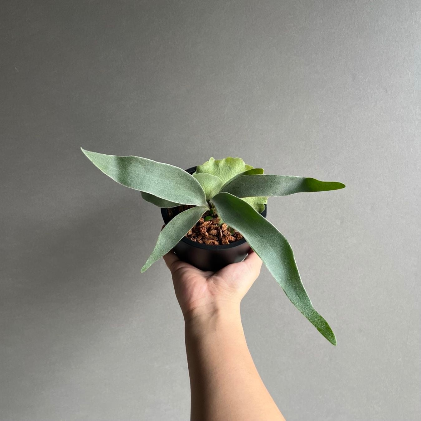 ビカクシダ ベイチー パンジーダ 子株 Platycerium veitchii｜コウモリ