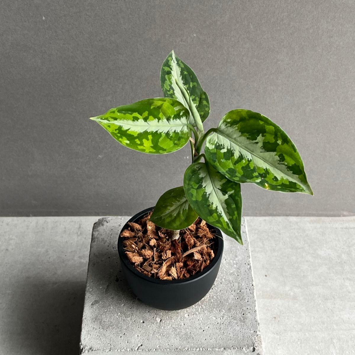アグラオネマ ピクタム トリカラー Aglaonema pictum tricolor｜迷彩柄