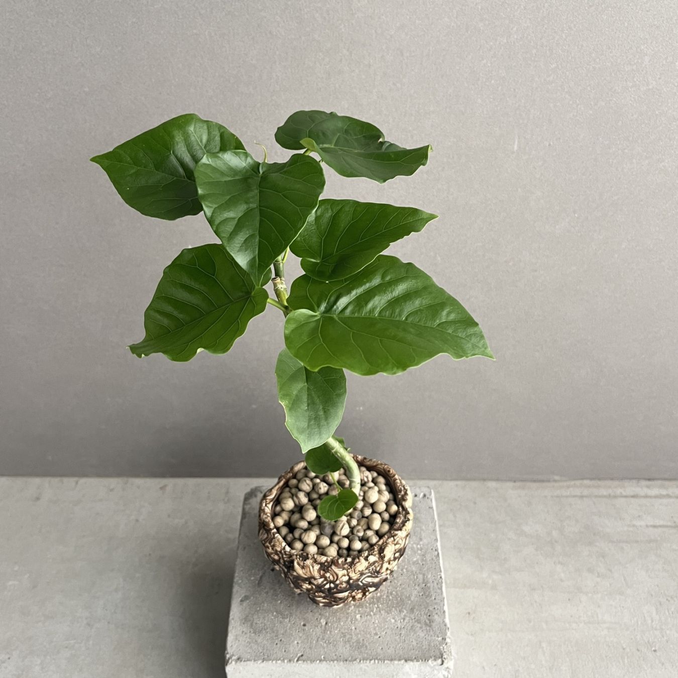 フィカス ウンベラータ 曲がり Ficus umbellata｜観葉植物 大型 