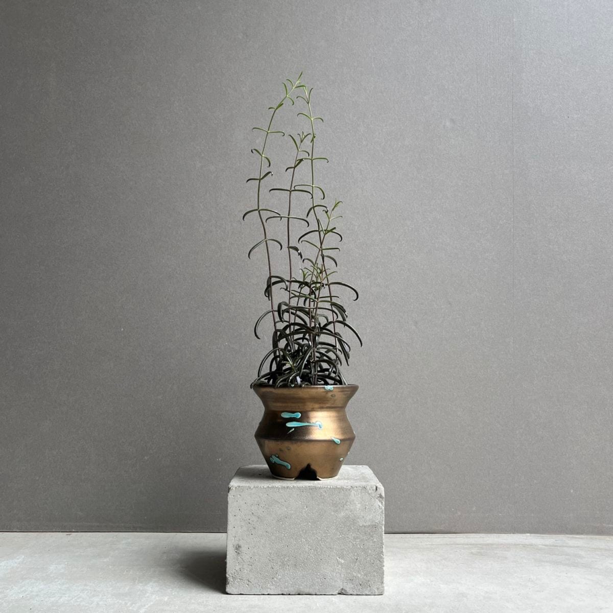 黒錦蝶 カランコエ Kalanchoe beauverdii｜つる性 多肉植物 観葉植物