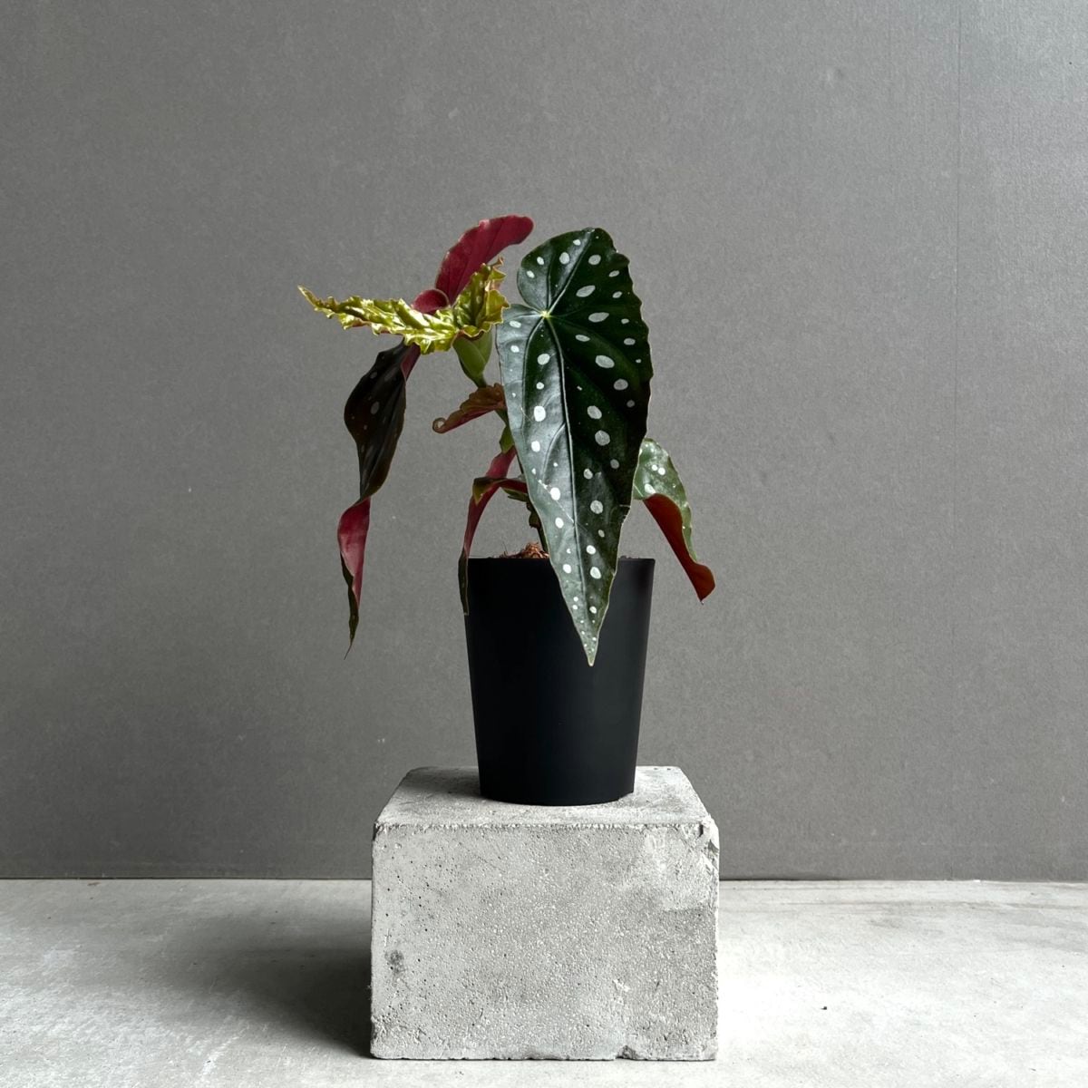 ベゴニア マクラータ Begonia maculata｜水玉模様 観葉植物 ドット柄