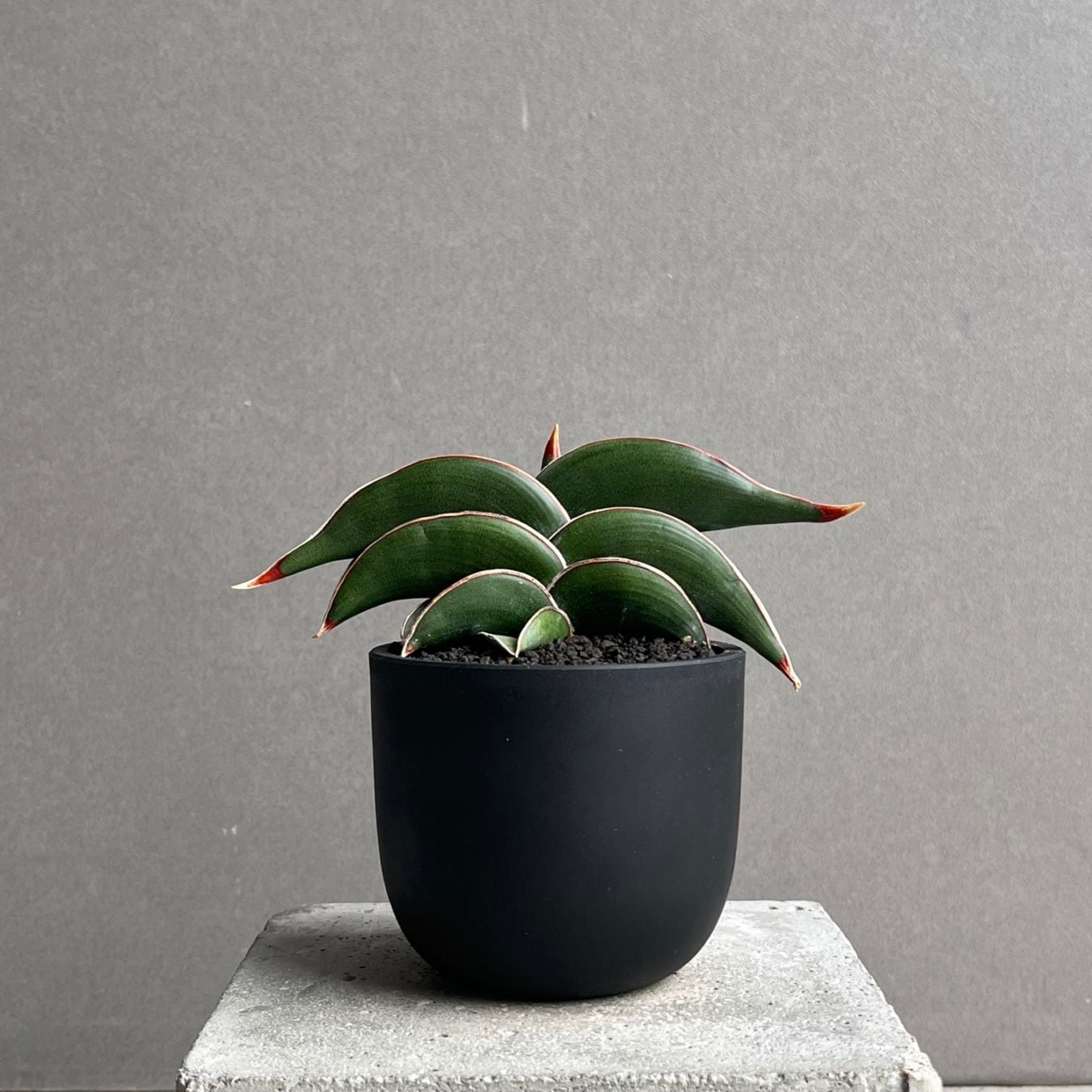 サンセベリア ロリダ Sansevieria rorida｜観葉植物 キングオブ 