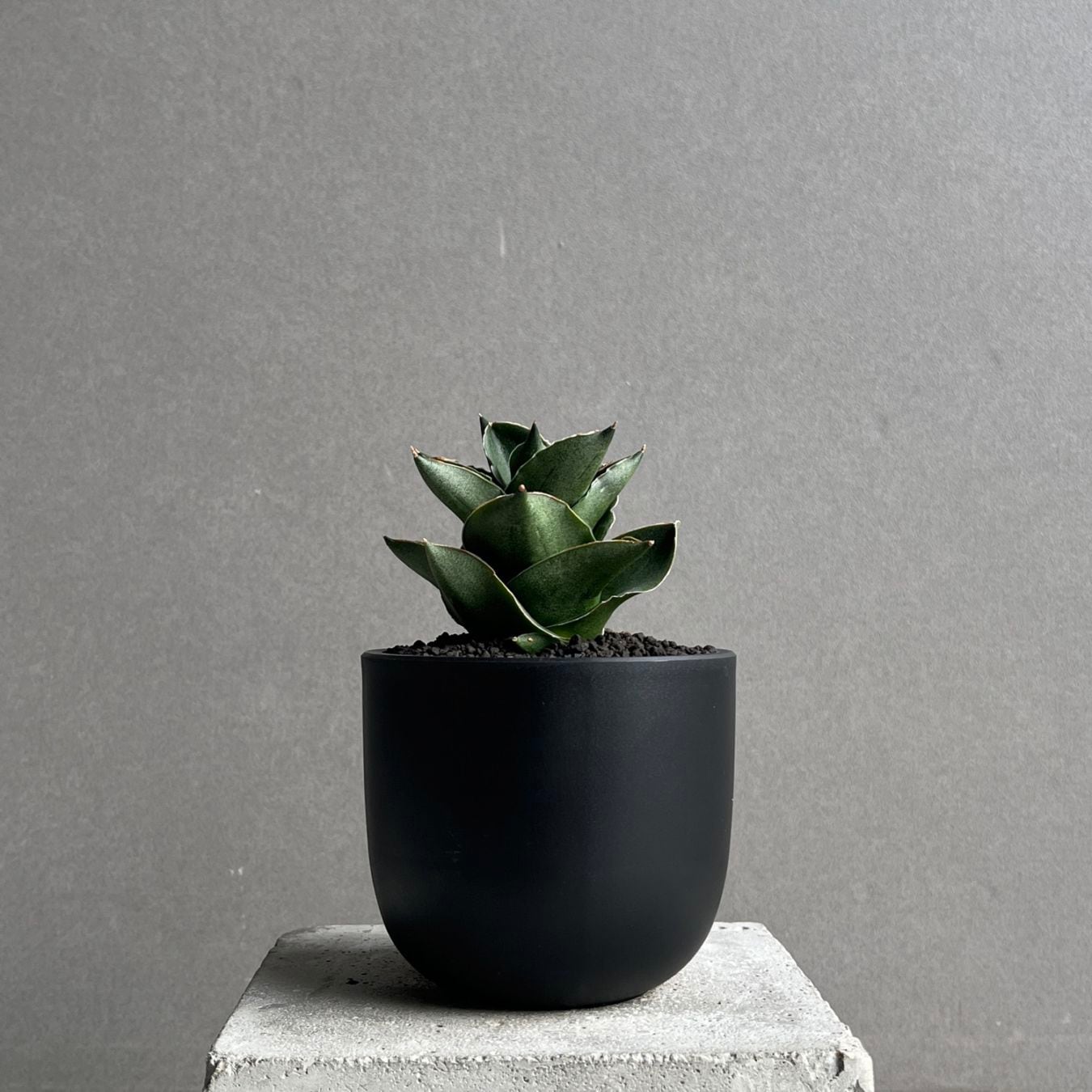 サンセベリア エスプレッソ Sansevieria Espresso｜タワー型 観葉植物
