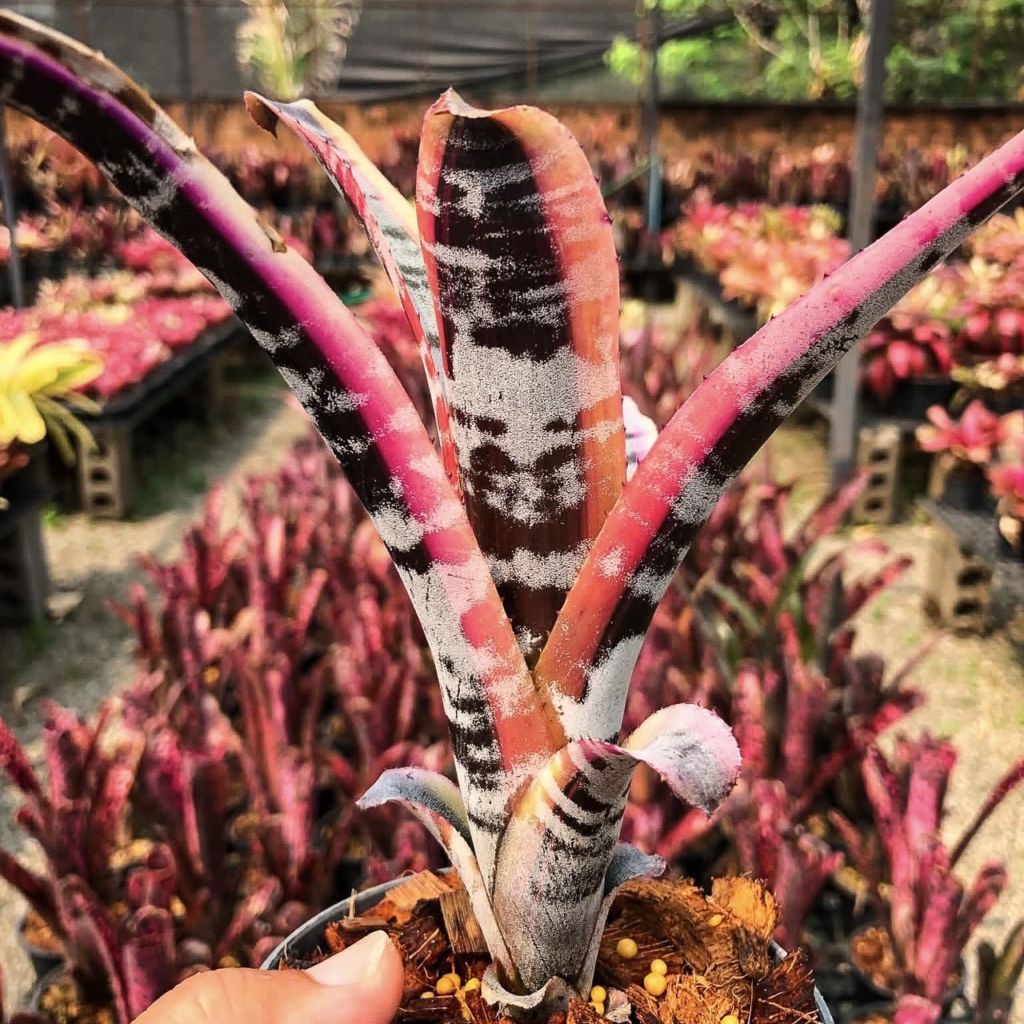 エクメア オットー Aechmea Otto｜ブロメリア タンク系 観葉植物 Otto