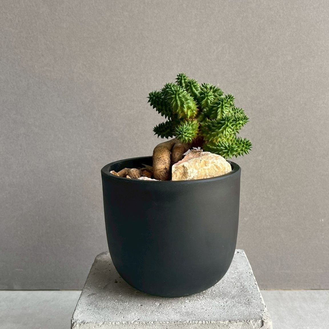 コーデックス 塊根植物 通販 レアプランツ SHOUCHIKU-EN